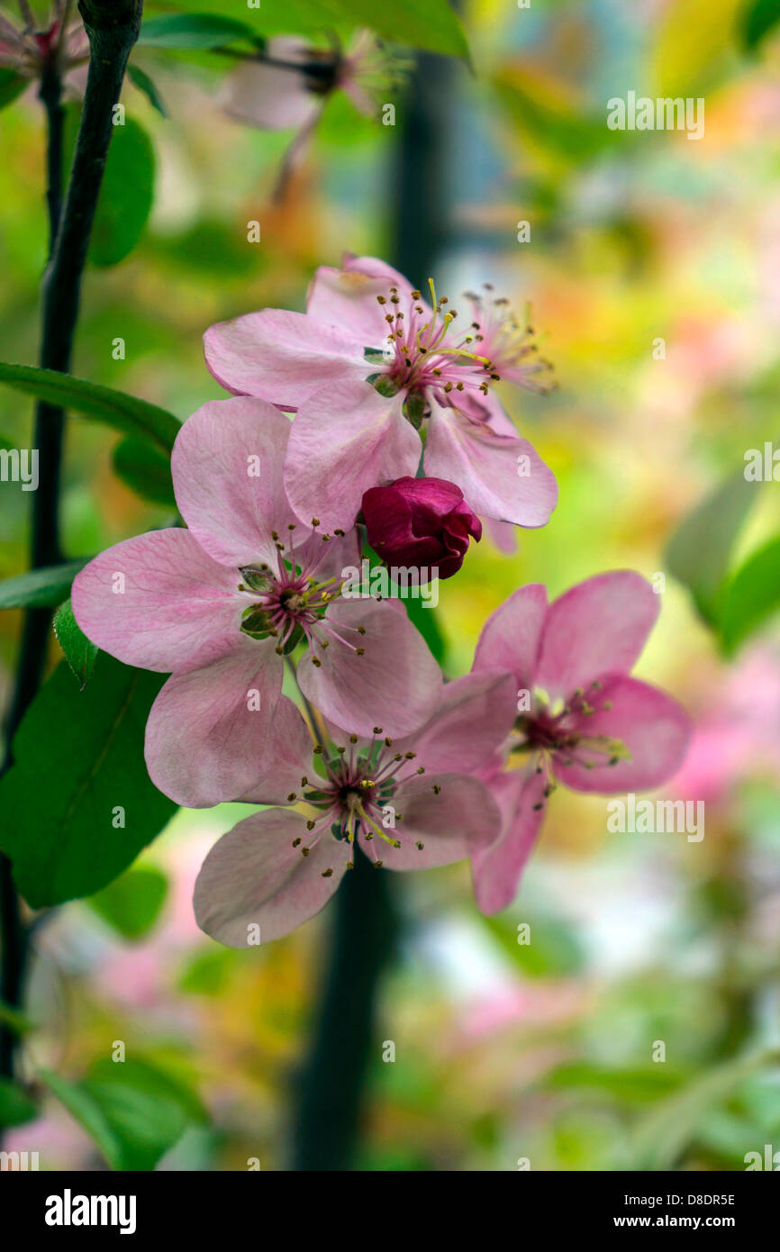 Kirschblüte, Blumen, Nahaufnahme, Frühling, Wachstum, Farbe rosa Farbe Stockfoto