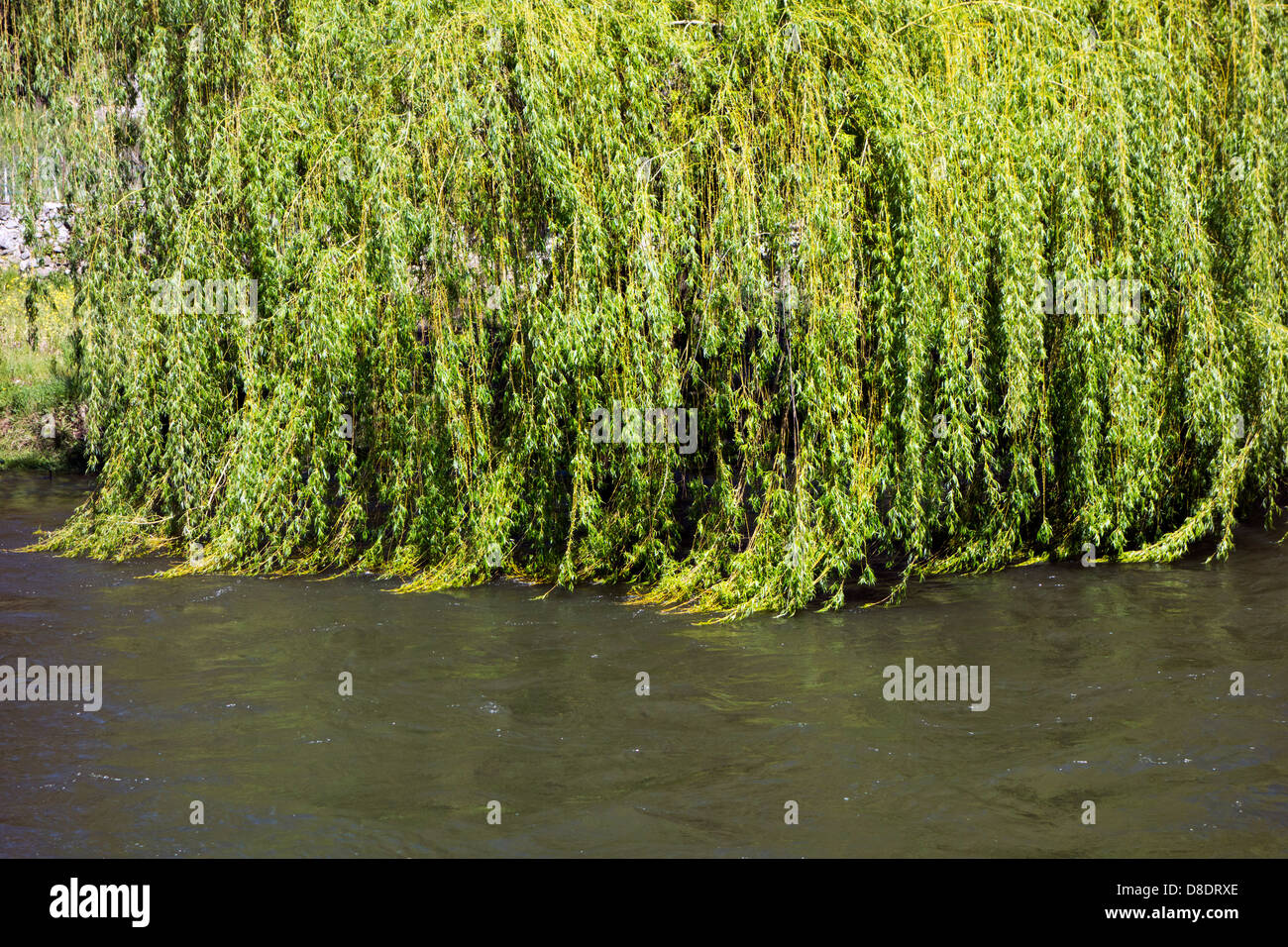 Trauerweide mit Zweigen Danging im Fluss Stockfoto