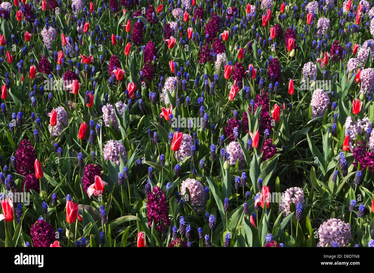 Hintergrund des Frühlings Blumen - Tulpen, Hyazinthen und Trauben Hyazinthen in kühlen Farben Stockfoto