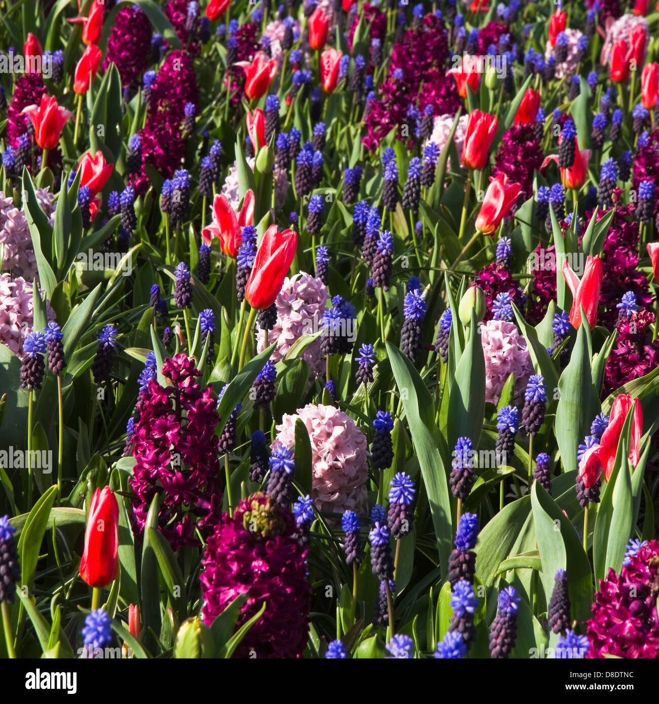 Gobelin des Frühlings Blumen - Tulpen, Hyazinthen und Trauben Hyazinthen in kühlen Farben Stockfoto