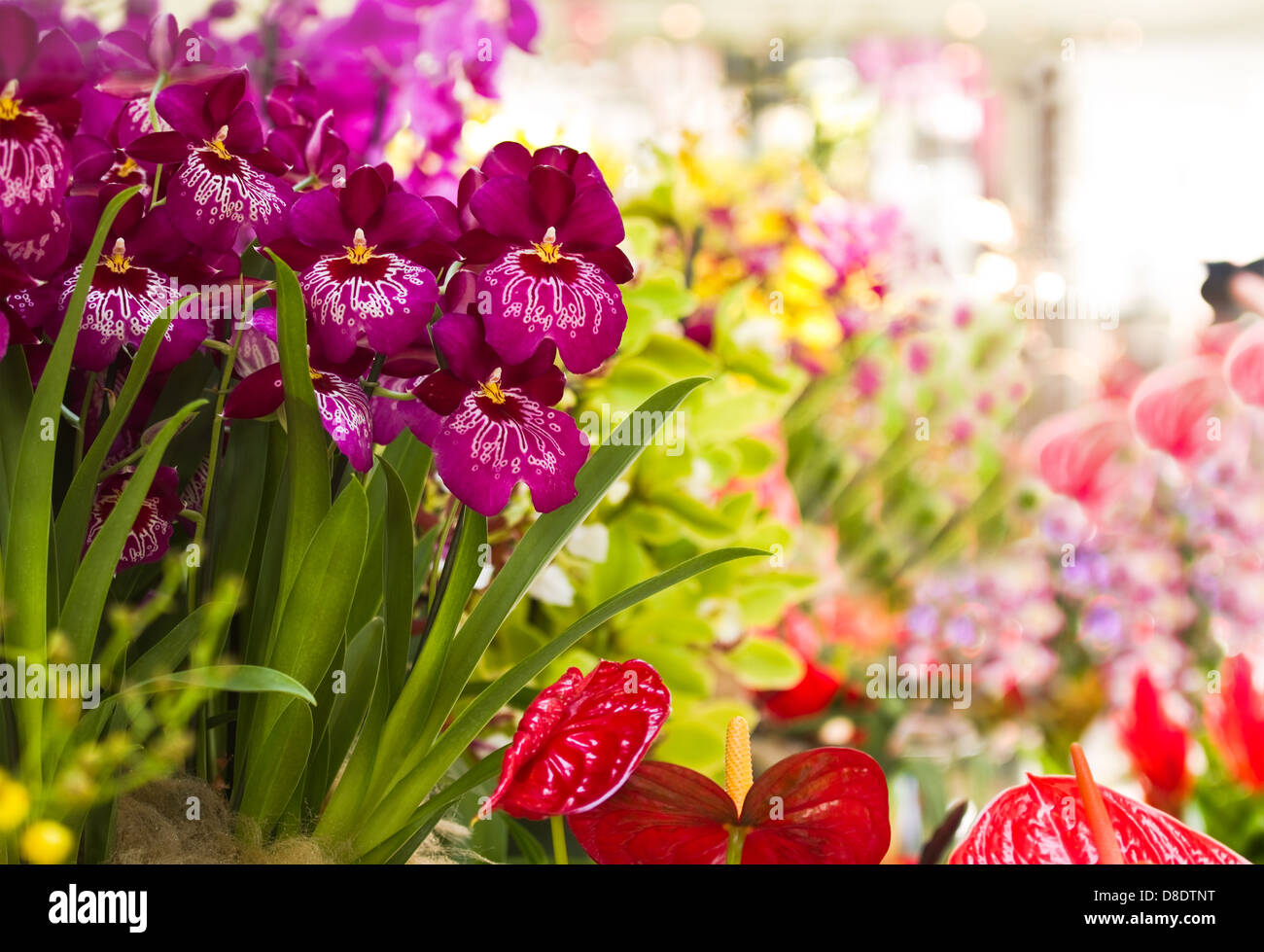 Bunte und dekorative Sammlung von Orchidee blüht und Anthurium Stockfoto