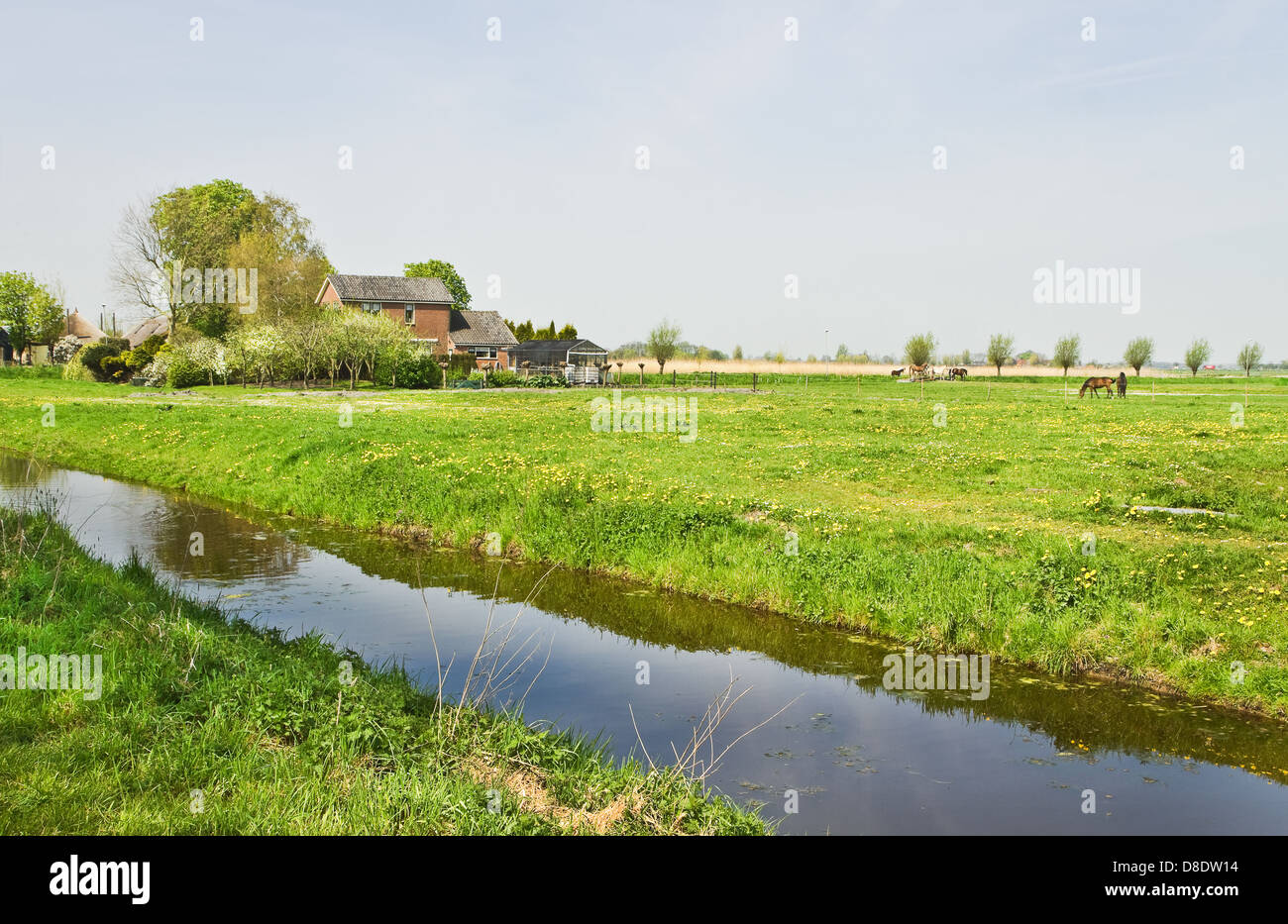 Landschaft in den Niederlanden mit Farmen, blühende Wiesen und grasenden Pferden im Frühjahr Stockfoto