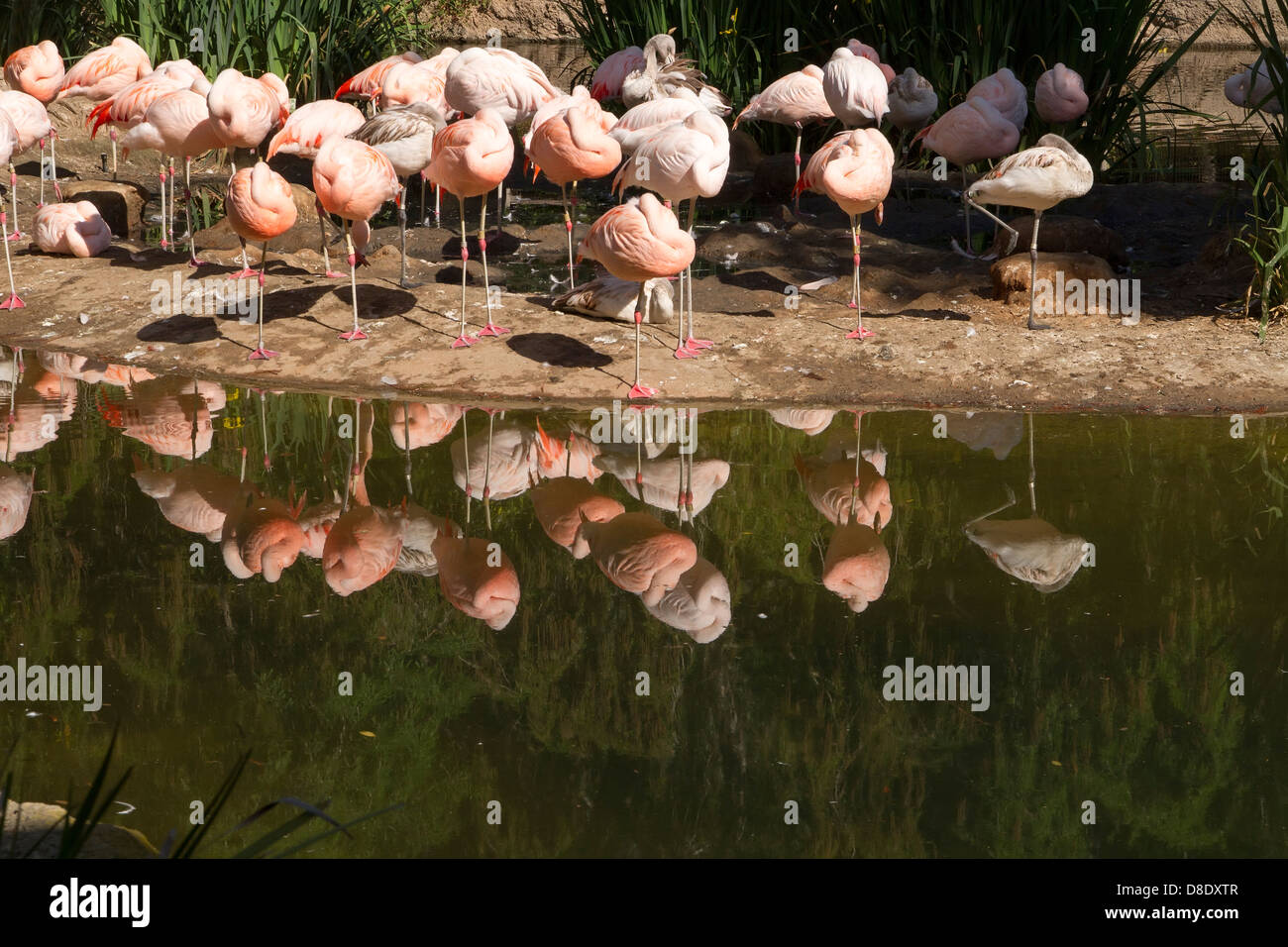 Reflexion von Flamingos Teich Seite ruht Stockfoto