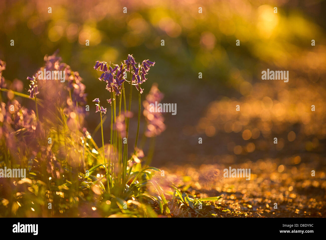 ASHRIDGE ESTATE, UK. 26. Mai 2013. Ein Goldener Sonnenuntergang leuchtet der Bluebell Woods. Das Foto zeigt Glockenblumen von hinten beleuchtet. Bildnachweis: Polly Thomas/Alamy Live-Nachrichten Stockfoto