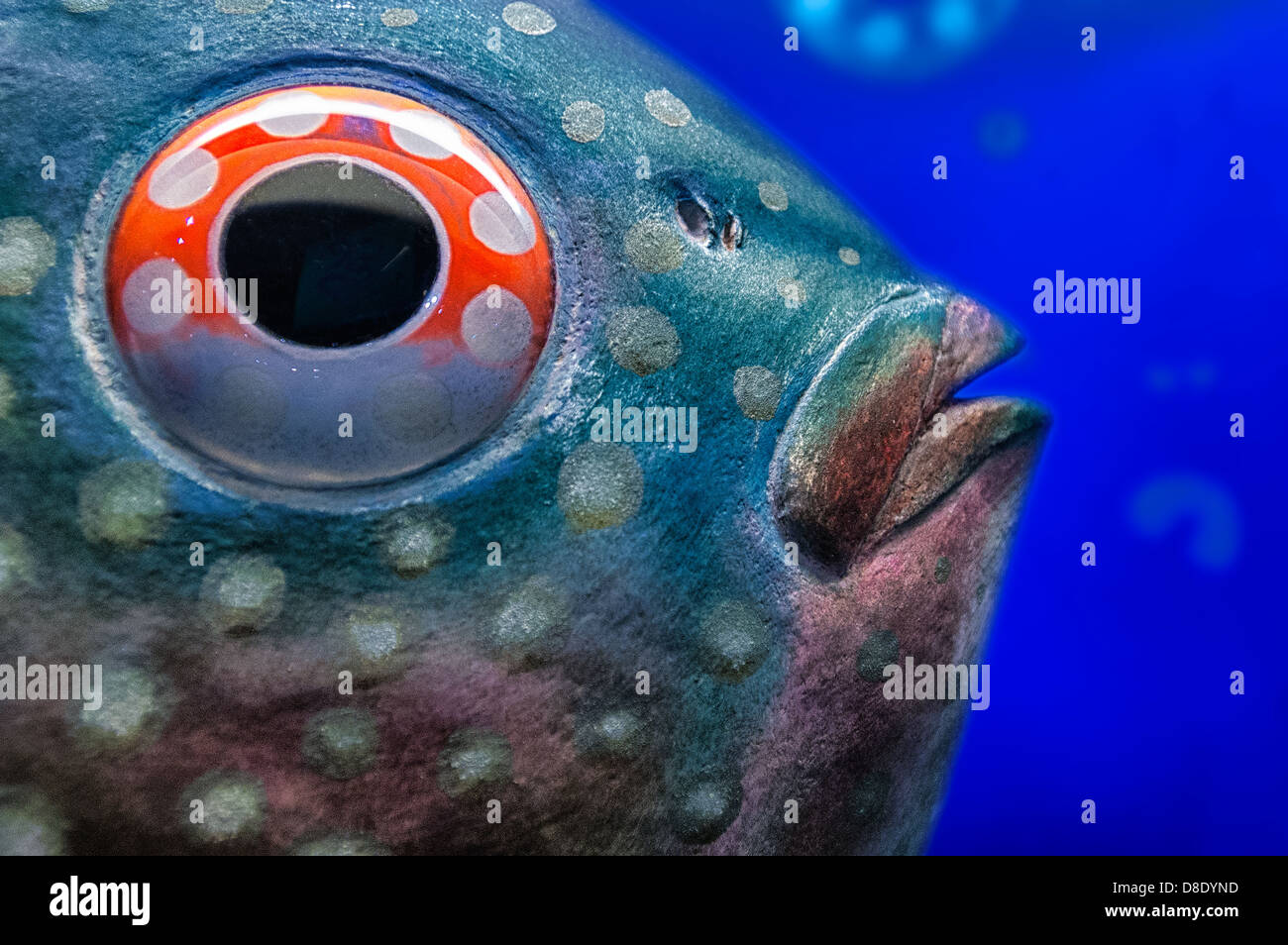 Ein erschrocken gefüllte Fisch im Field Museum in Chicago Stockfoto