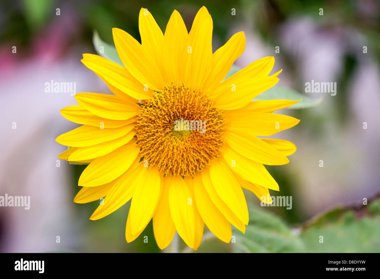 Sonnenblume mit Makro-Fotografie Stockfoto