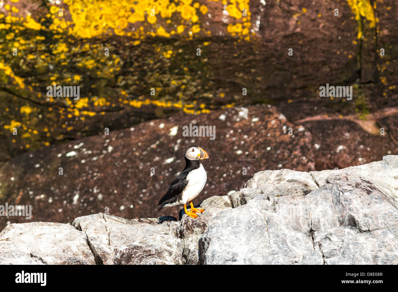 Papageitaucher ruht auf einem Rock, geistloser Bucht ökologische Reserve, Neufundland Stockfoto