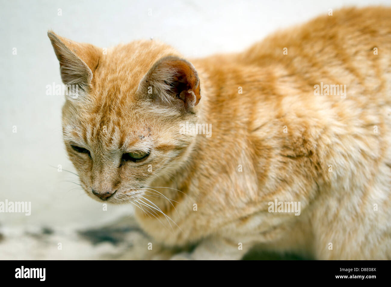 Süße Tabby Katze Stockfoto