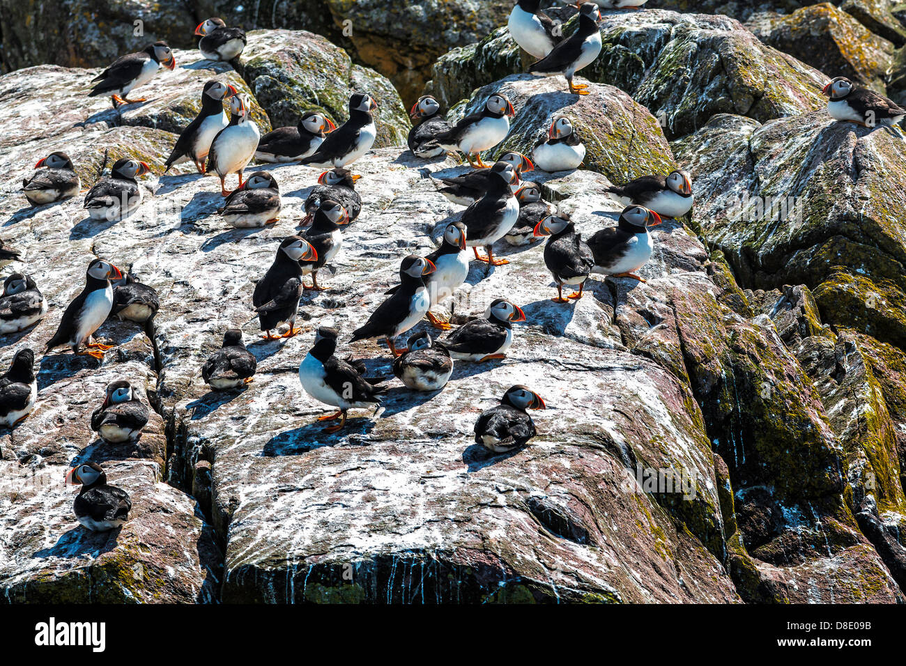 Papageitaucher Sonnenbaden auf einem Felsen im Bay Bulls, Neufundland Stockfoto