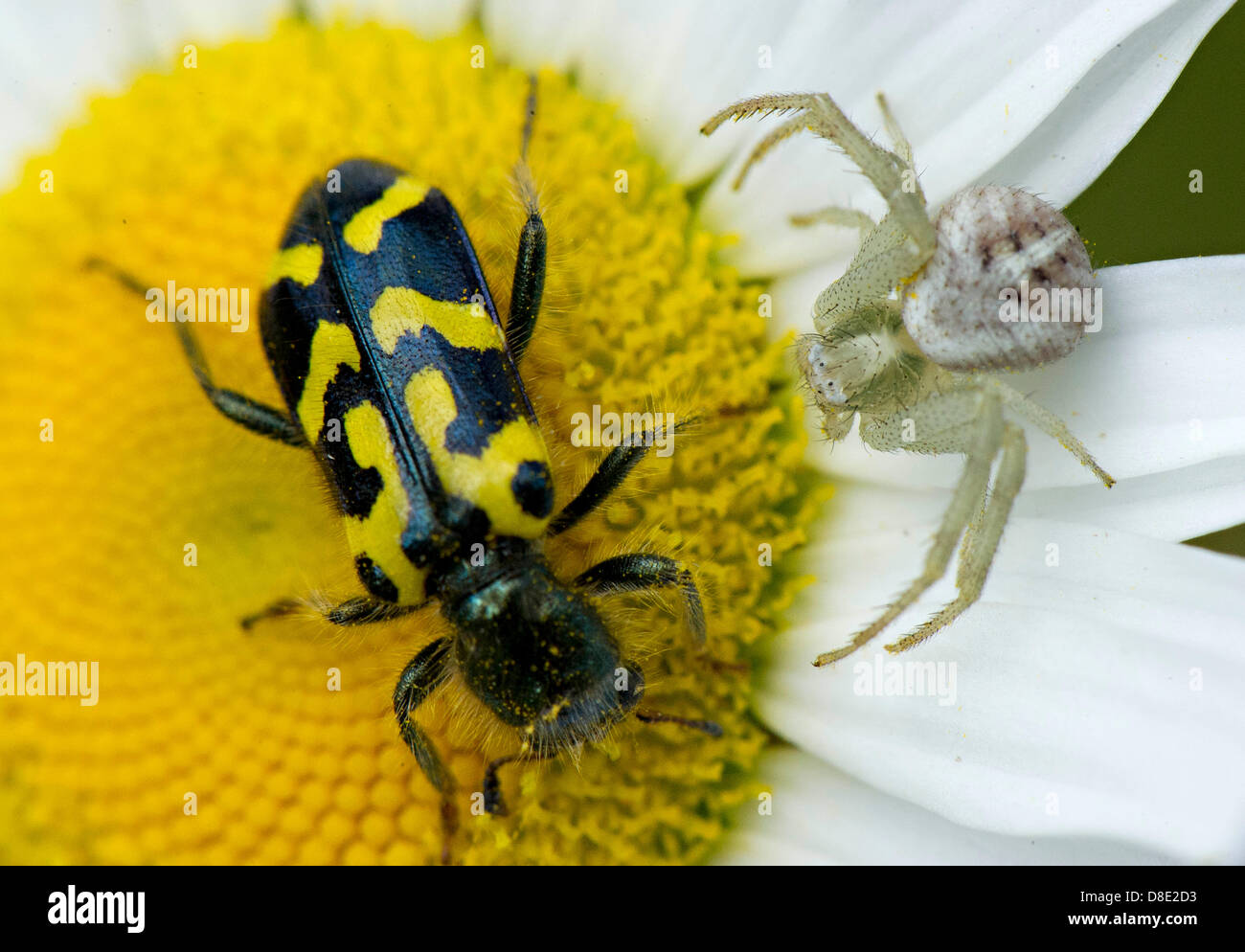 26. Mai 2013 - Roseburg, Oregon, USA - A Crab Spider und ein Käfer teilen eine Daisy Blüte in einem Feld nahe Roseburg. Die Spinne räuberische Hinterhalt schien desinteressiert beim Angriff auf des Käfers. Der Käfer schien Pollen Essen. (Bild Kredit: Robin Loznak/ZUMAPRESS.com ©) Stockfoto