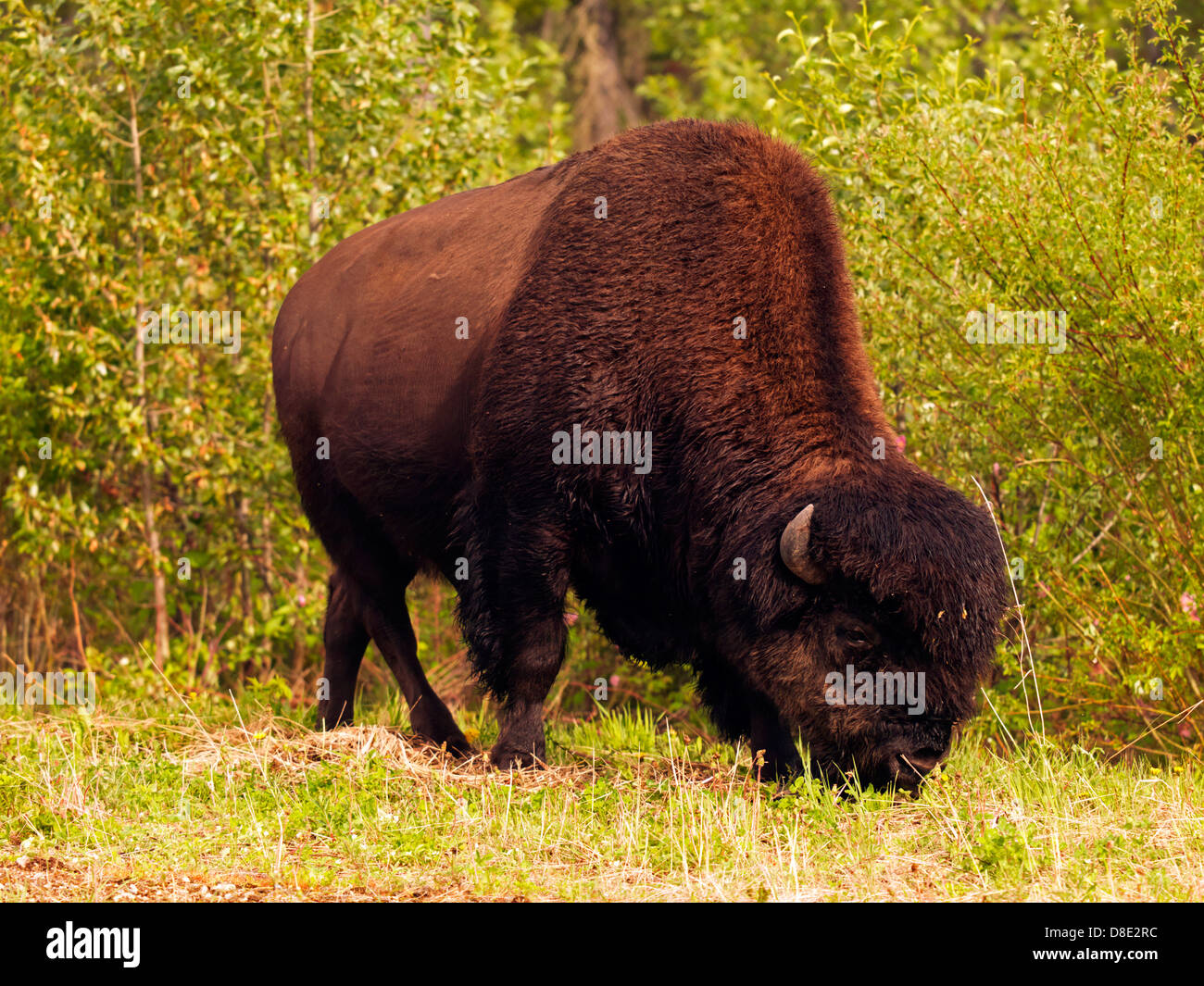 Holz-Bison Bulle fotografiert in British Columbia b.c., Kanada Stockfoto