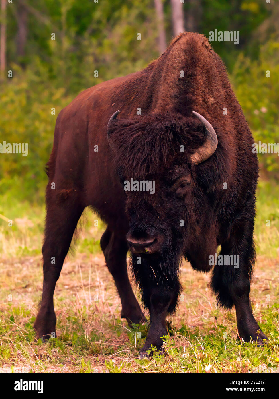 Holz-Bison Bulle fotografiert in British Columbia b.c., Kanada Stockfoto