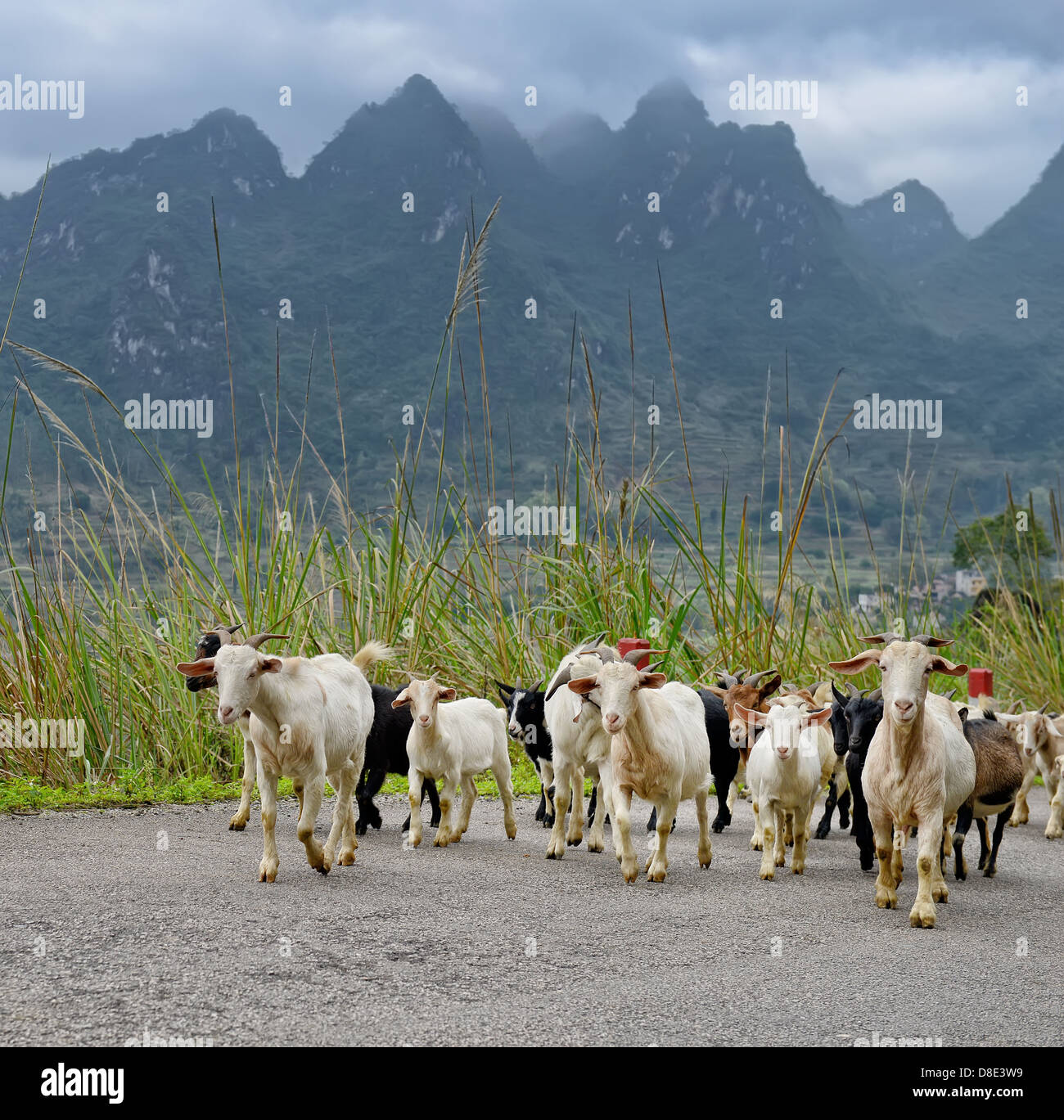 Herde von Ziegen in den Bergen im Sommer, Landschaft in Yangshuo-Guilin, China Stockfoto
