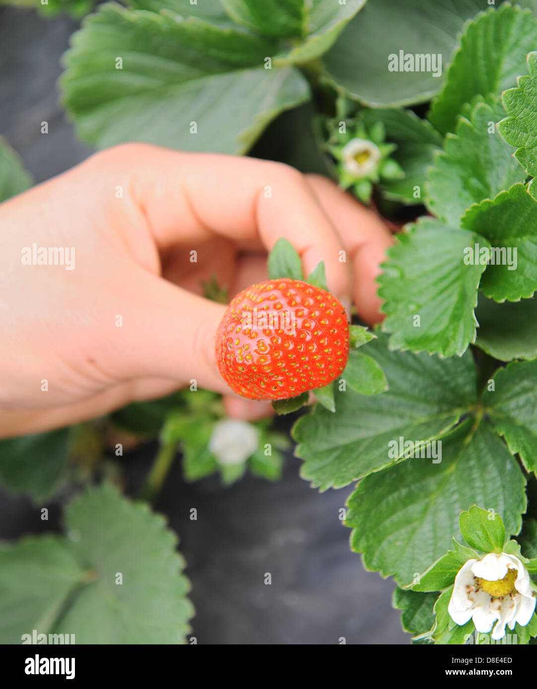 Hand halten Erdbeer Frucht Stockfoto