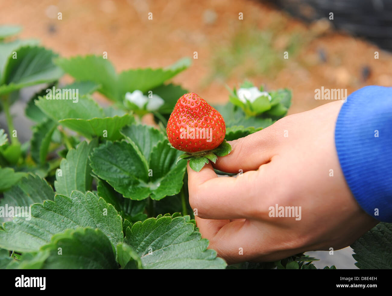 Hand halten Erdbeer Frucht Stockfoto