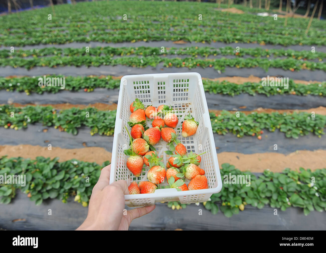 Erdbeeren im weißen Kunststoff-Körbchen Stockfoto