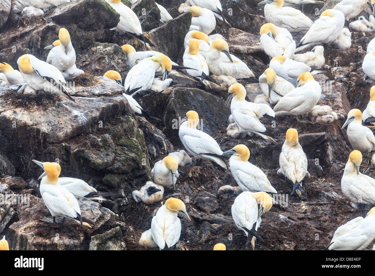 Basstölpel und Küken im Vogelfelsen, Cape St. Mary, Neufundland, Kanada Stockfoto