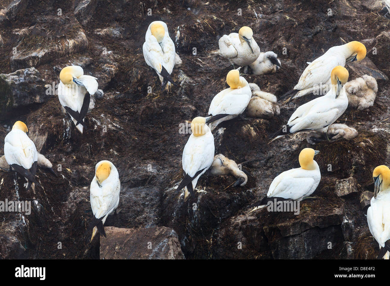 Basstölpel und Küken im Vogelfelsen, Cape St. Mary, Neufundland, Kanada Stockfoto