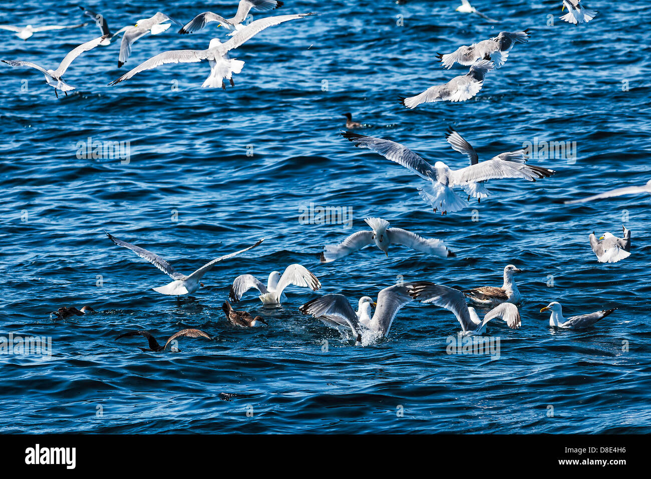 Gracious Schlemmen auf Fisch Stockfoto