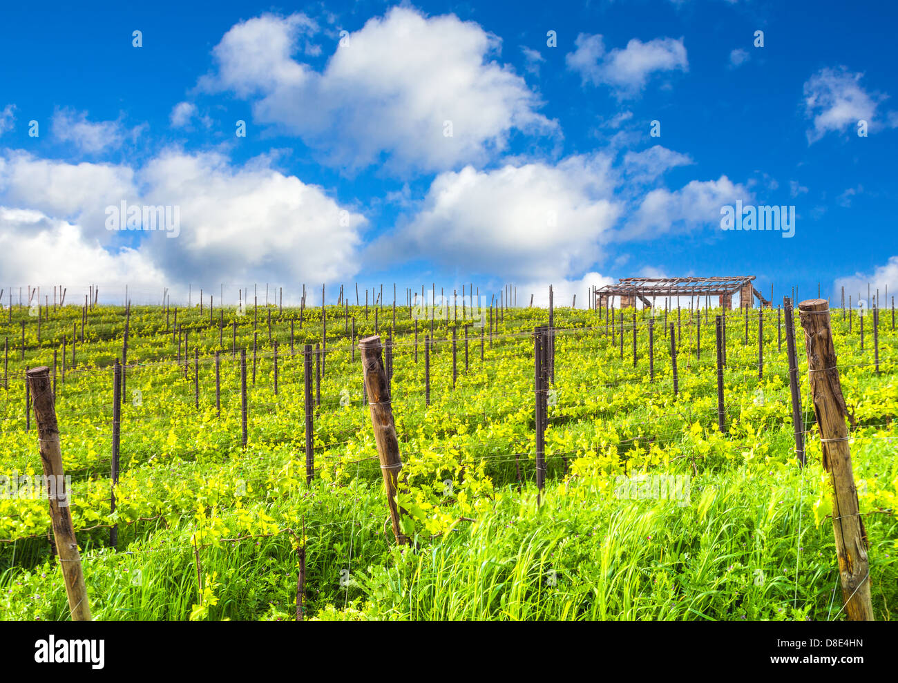 Tuscany Weinberge Stockfoto