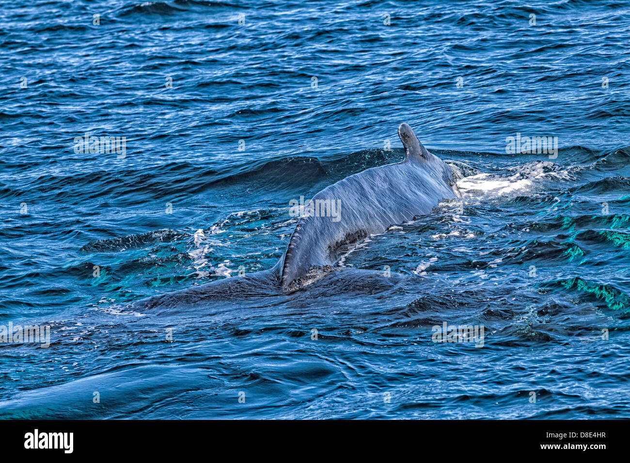 Humpback Whale Tail Ohrfeigen Stockfoto