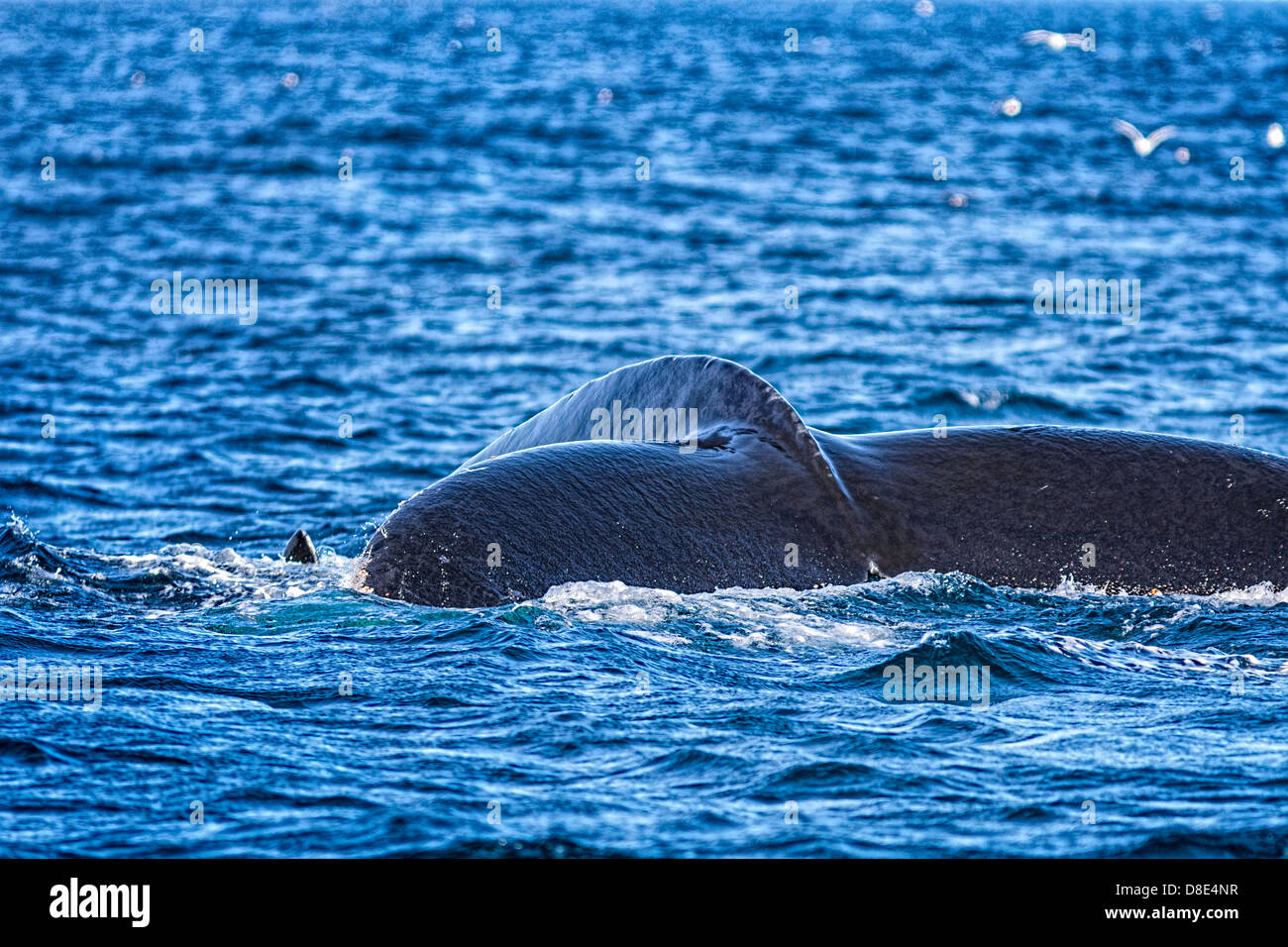 Humpback Whale Tail Ohrfeigen Stockfoto