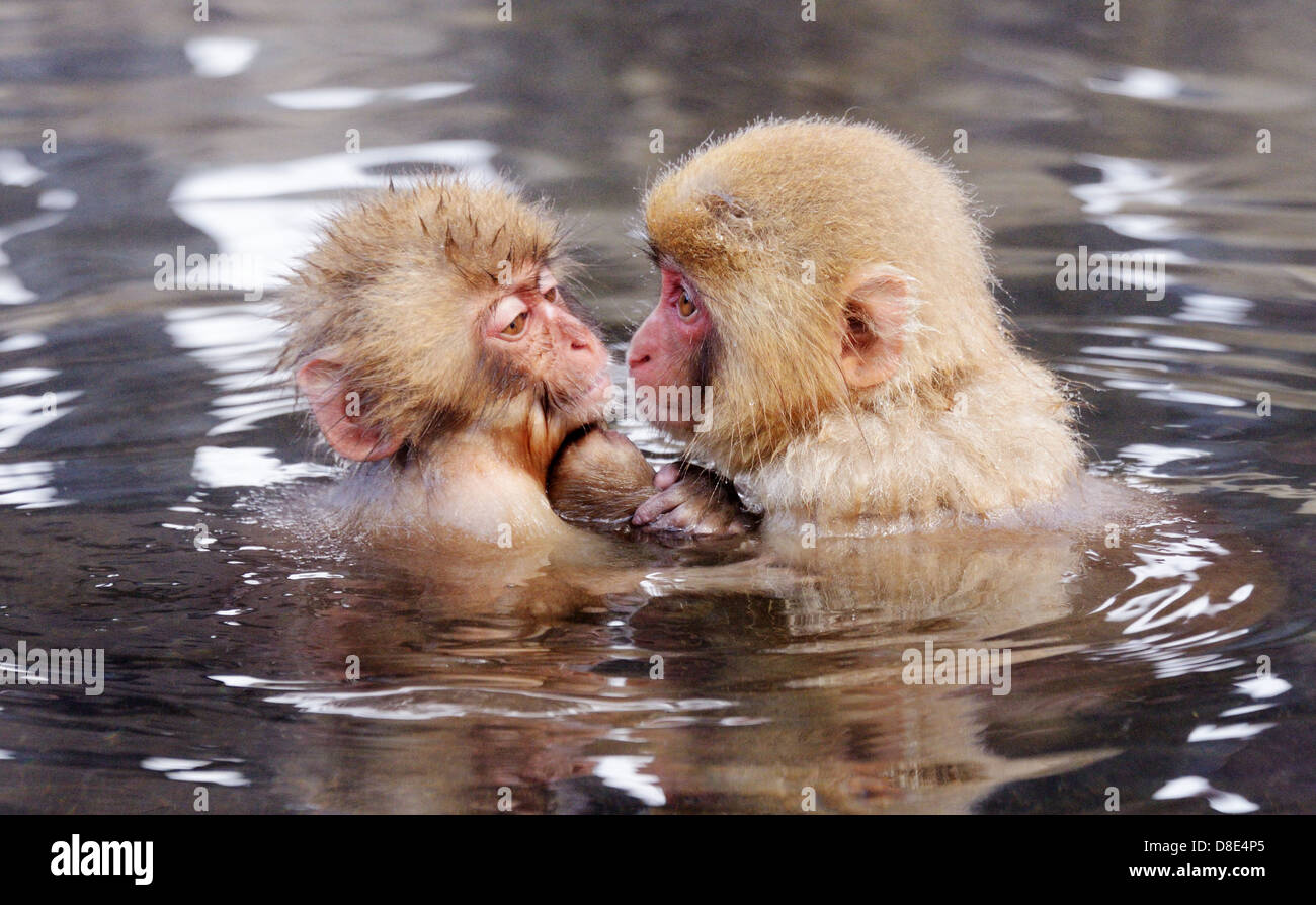 Japanische Schneeaffen (Makaken) in Nagano, Japan. Stockfoto