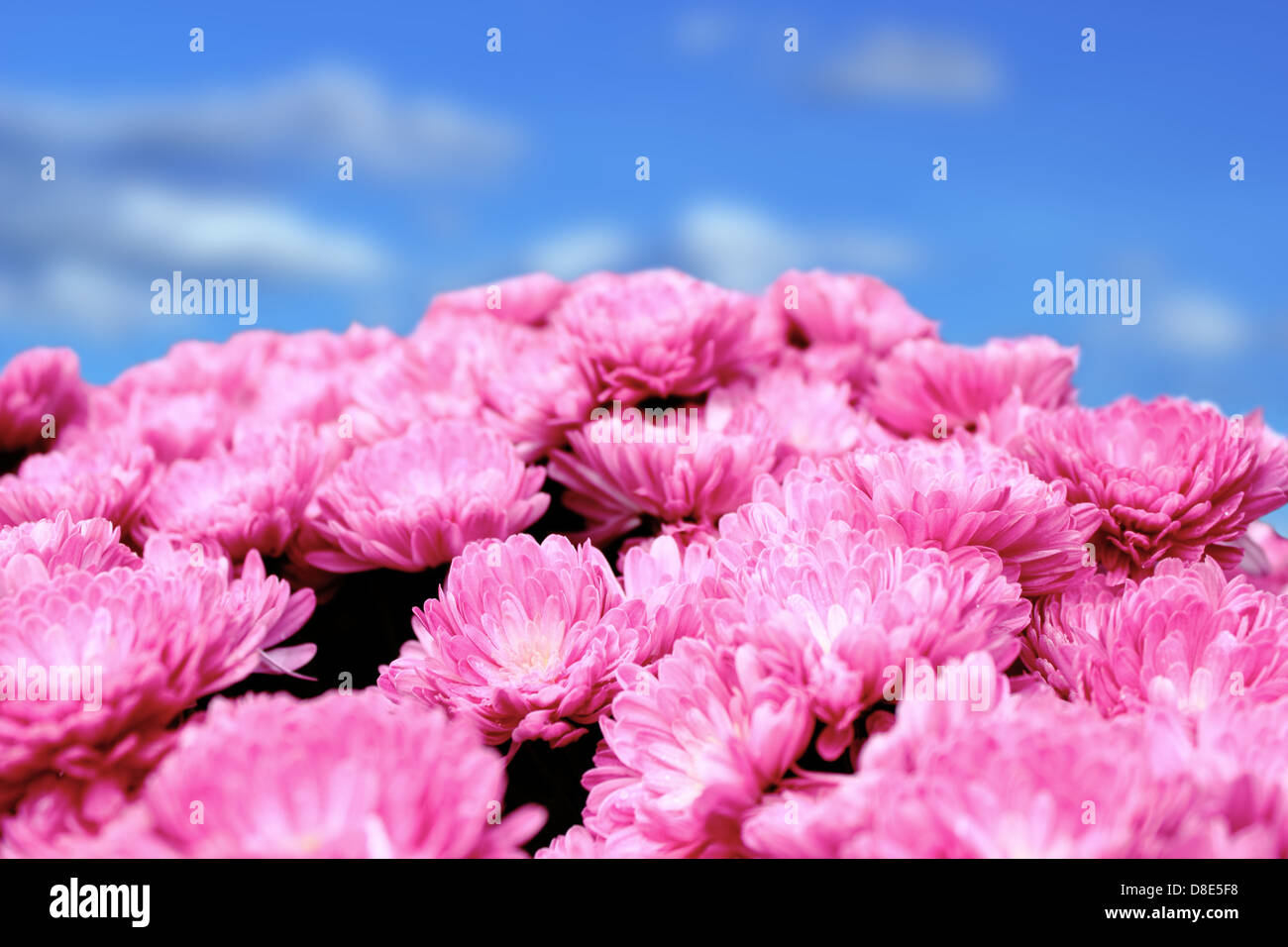 Nahaufnahme von rosa Chrysanthemen Strauß über schöne blaue Sommer Stockfoto