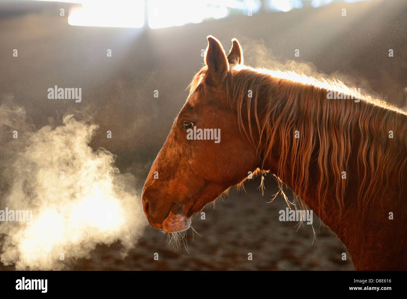 Paint Horse in einer Reithalle Schwitzen Stockfoto