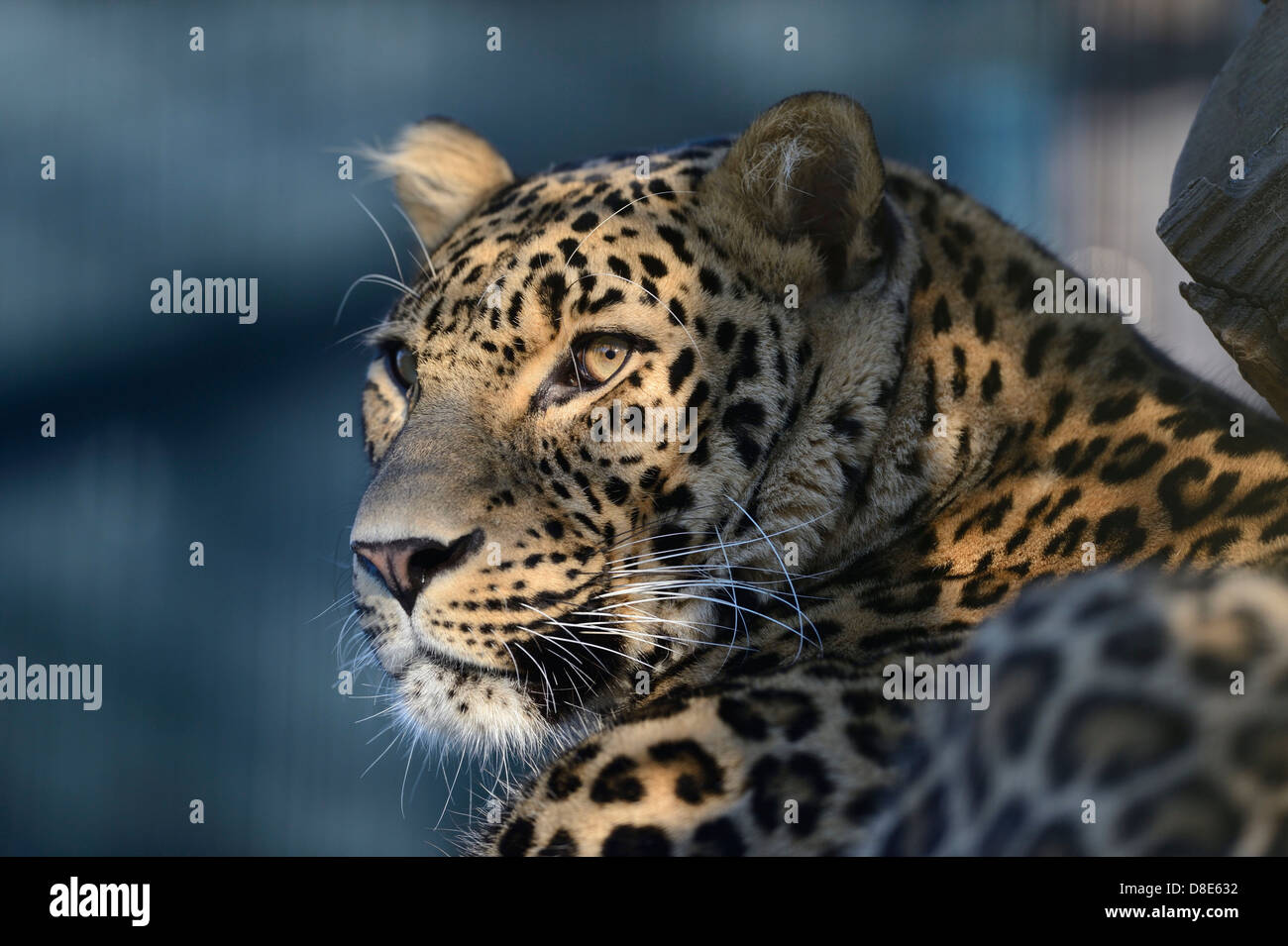 Persischer Leopard (Panthera Pardus ciscaucasia), Zoo Augsburg, Bayern, Deutschland Stockfoto