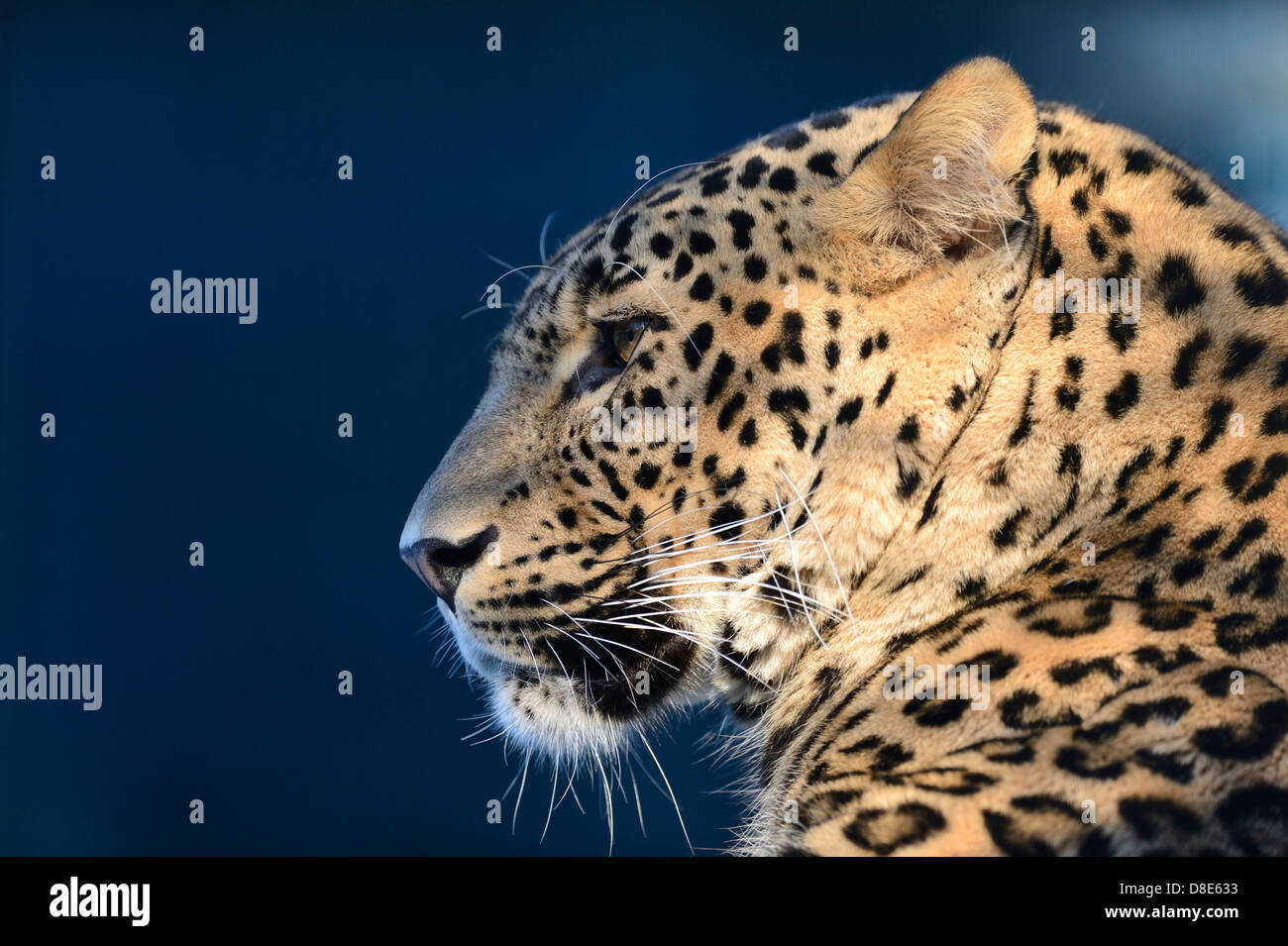 Persischer Leopard (Panthera Pardus ciscaucasia), Zoo Augsburg, Bayern, Deutschland Stockfoto