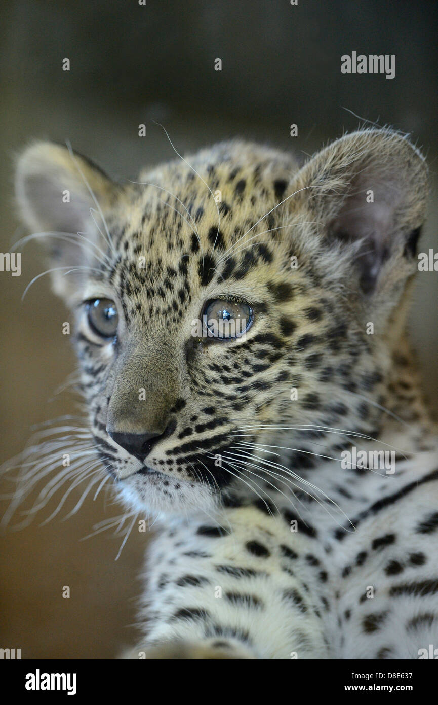 Cub persischen Leoparden (Panthera Pardus ciscaucasia), Zoo Augsburg, Bayern, Deutschland Stockfoto