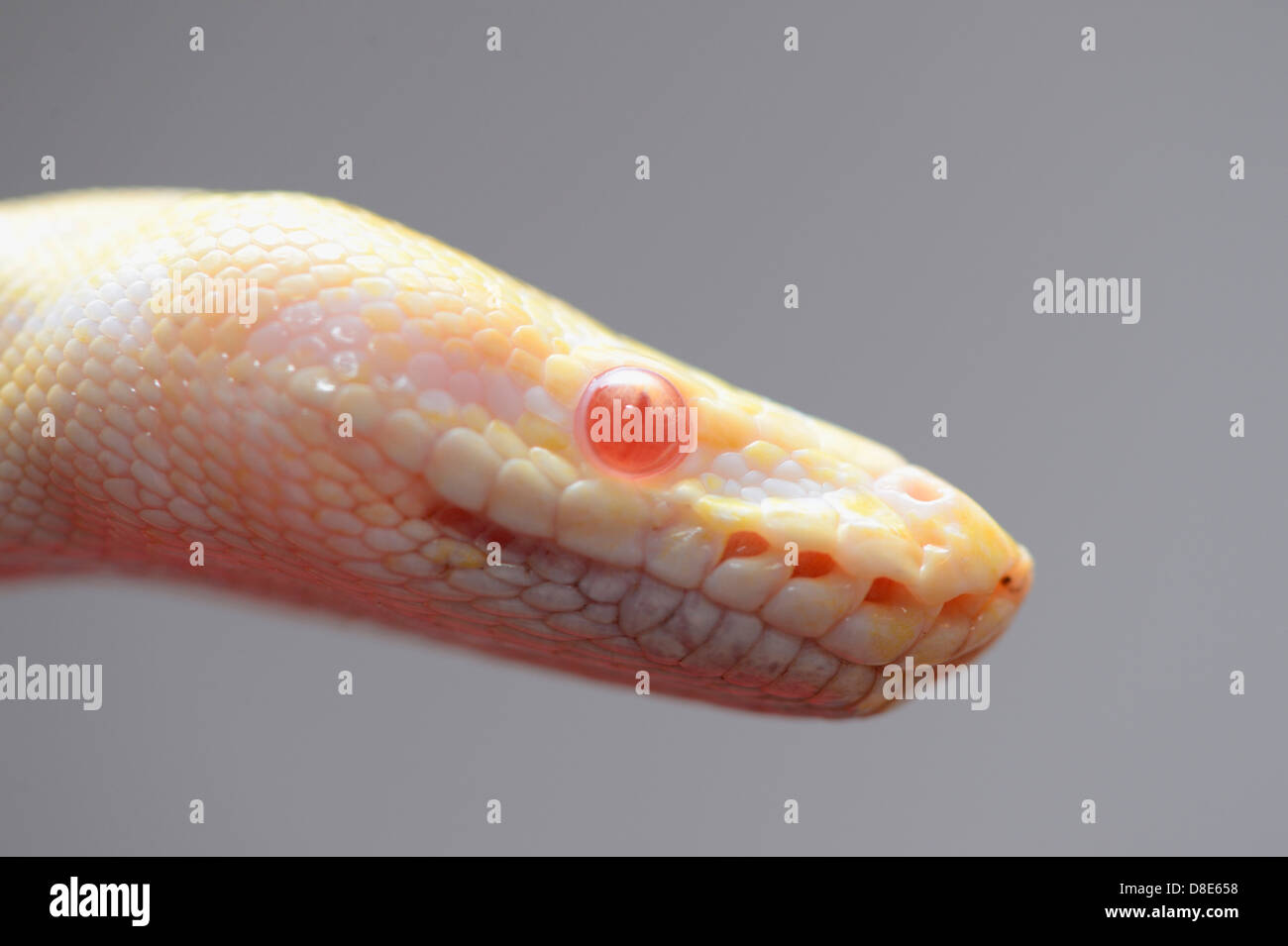 Burmesischen Python (Python aus Bivittatus), Albino Stockfoto