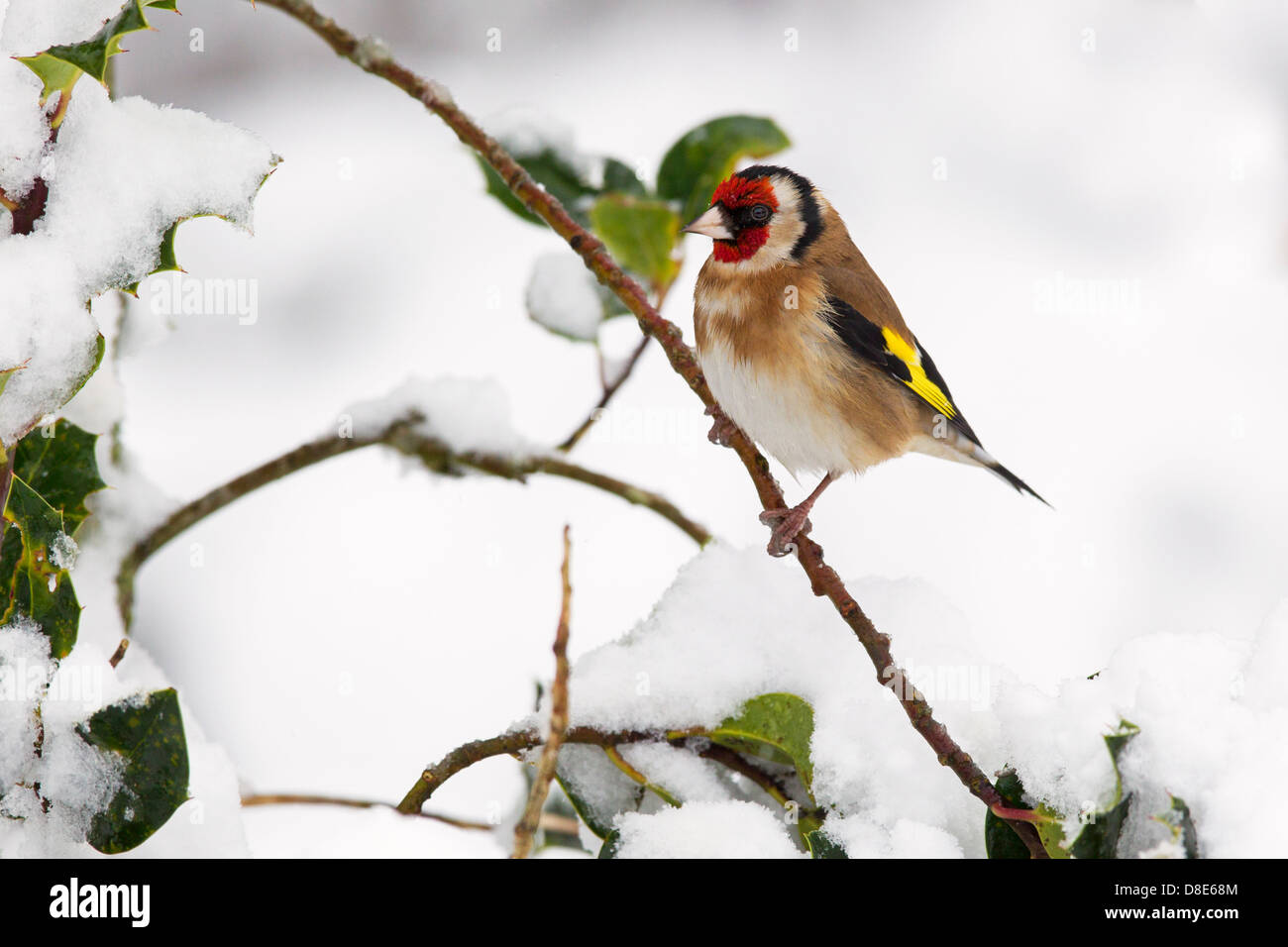 Stieglitz im Schnee Stockfoto