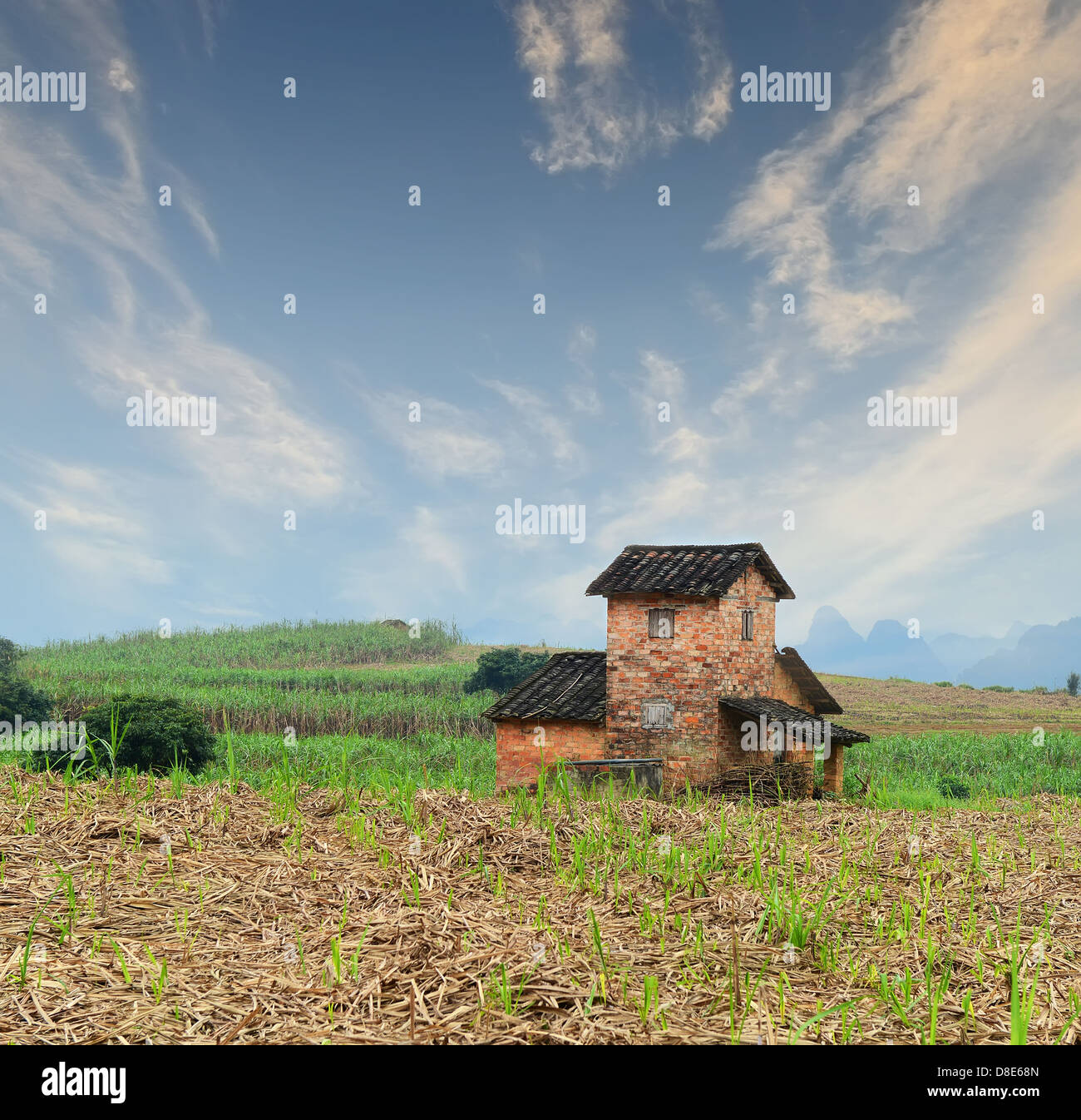 Landschaft mit Haus in ein Feld von Zuckerrohr Stockfoto