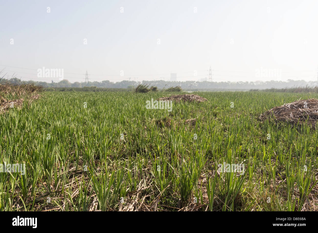 Grass Haufen getrocknet und frisch Rasen im Vogelschutzgebiet Okhla in Noida. Viel Grün mit hohen Türmen in weiter Ferne. Stockfoto