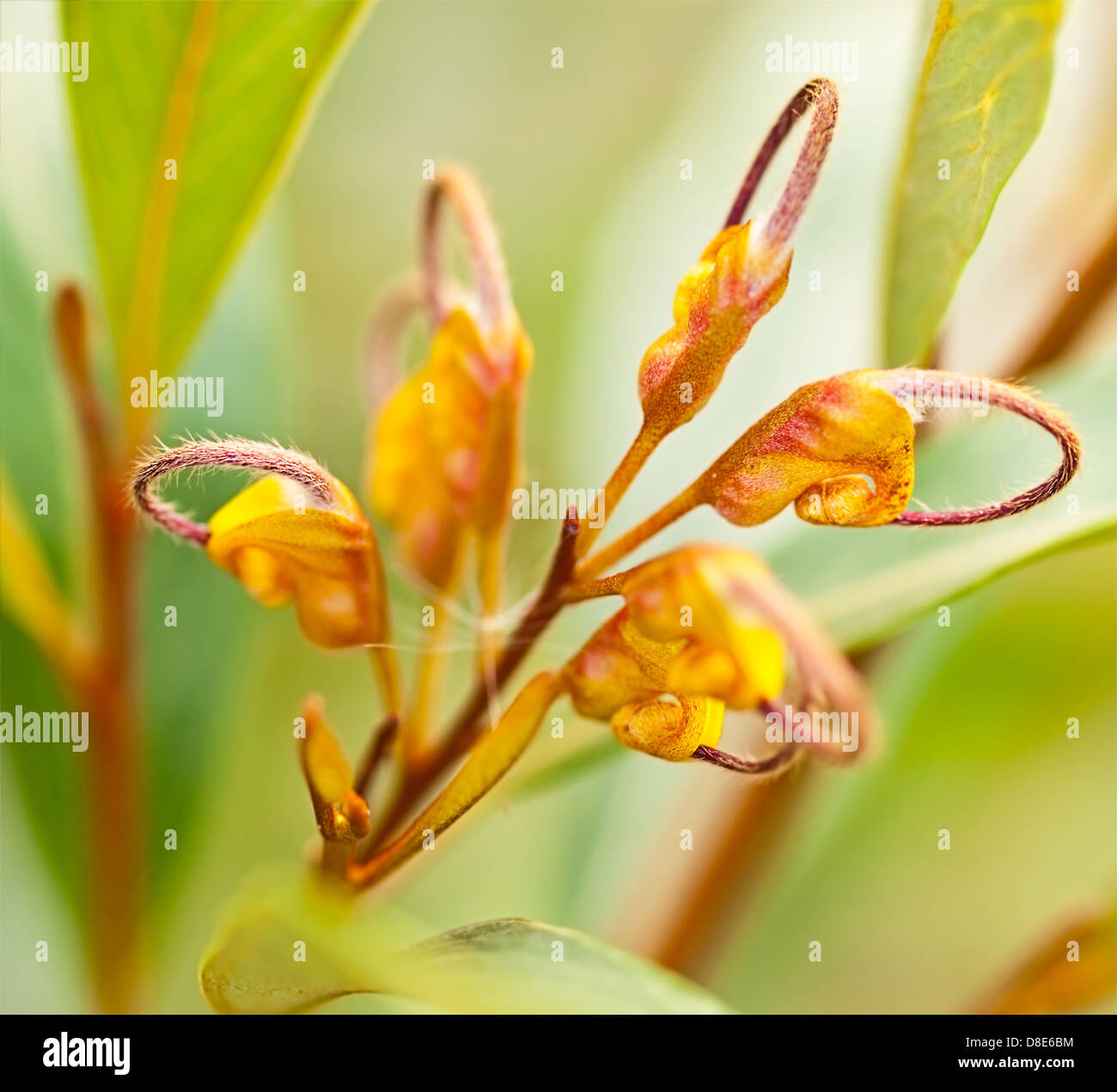 Orange Blume des australischen einheimischen Wildblumen Grevillea venusta Stockfoto