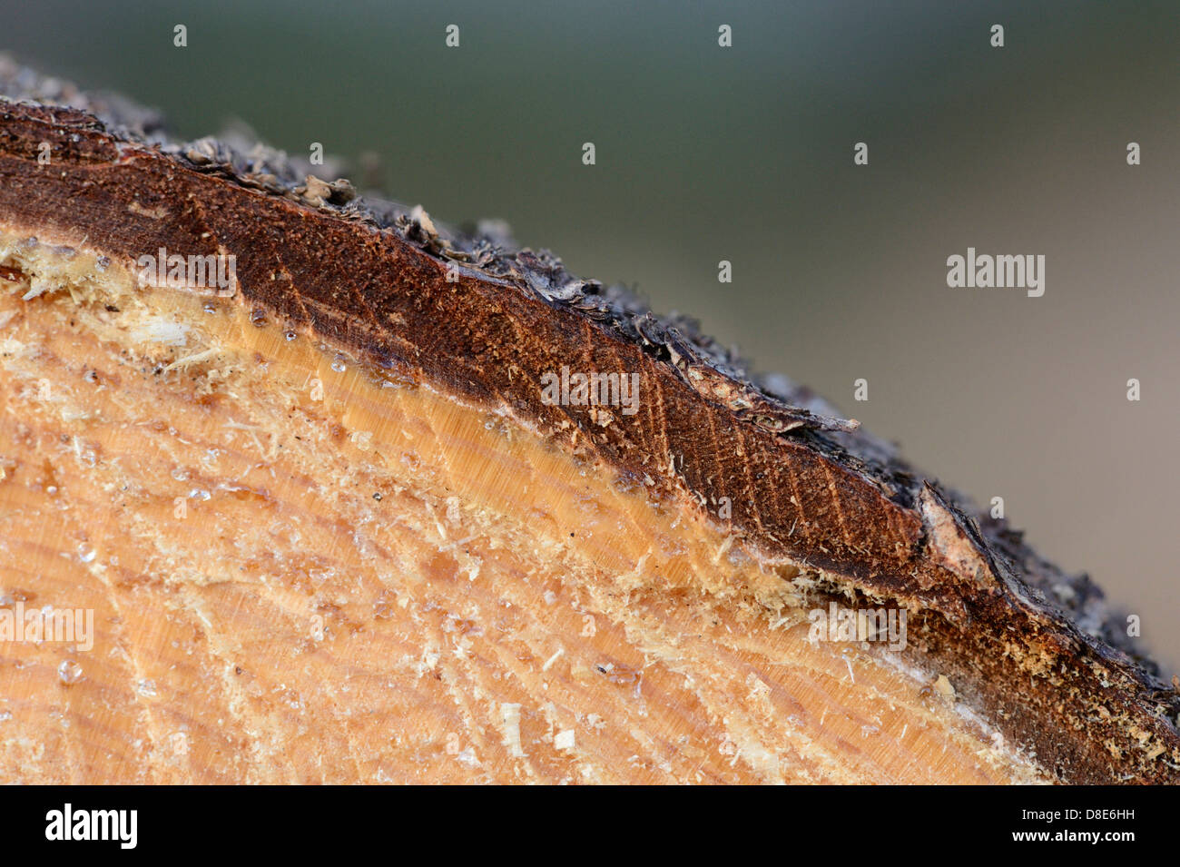 Aus einer Fichte (Picea Abies) aus einem Baumstamm geschnitten, Makro erschossen Stockfoto