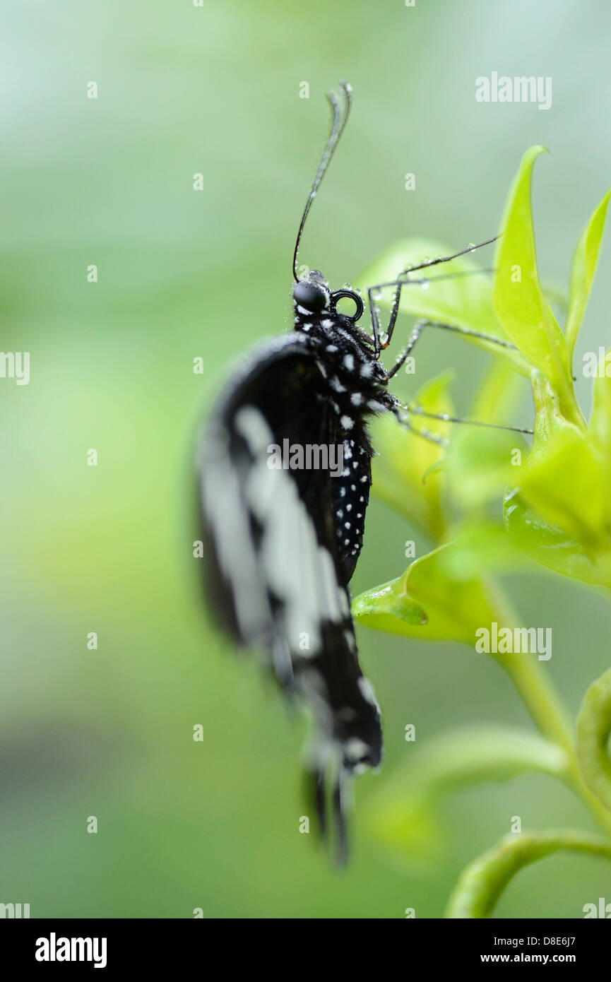 Transandean Cattleheart (Parides Iphidamas) auf einem Blatt Schmetterling Stockfoto