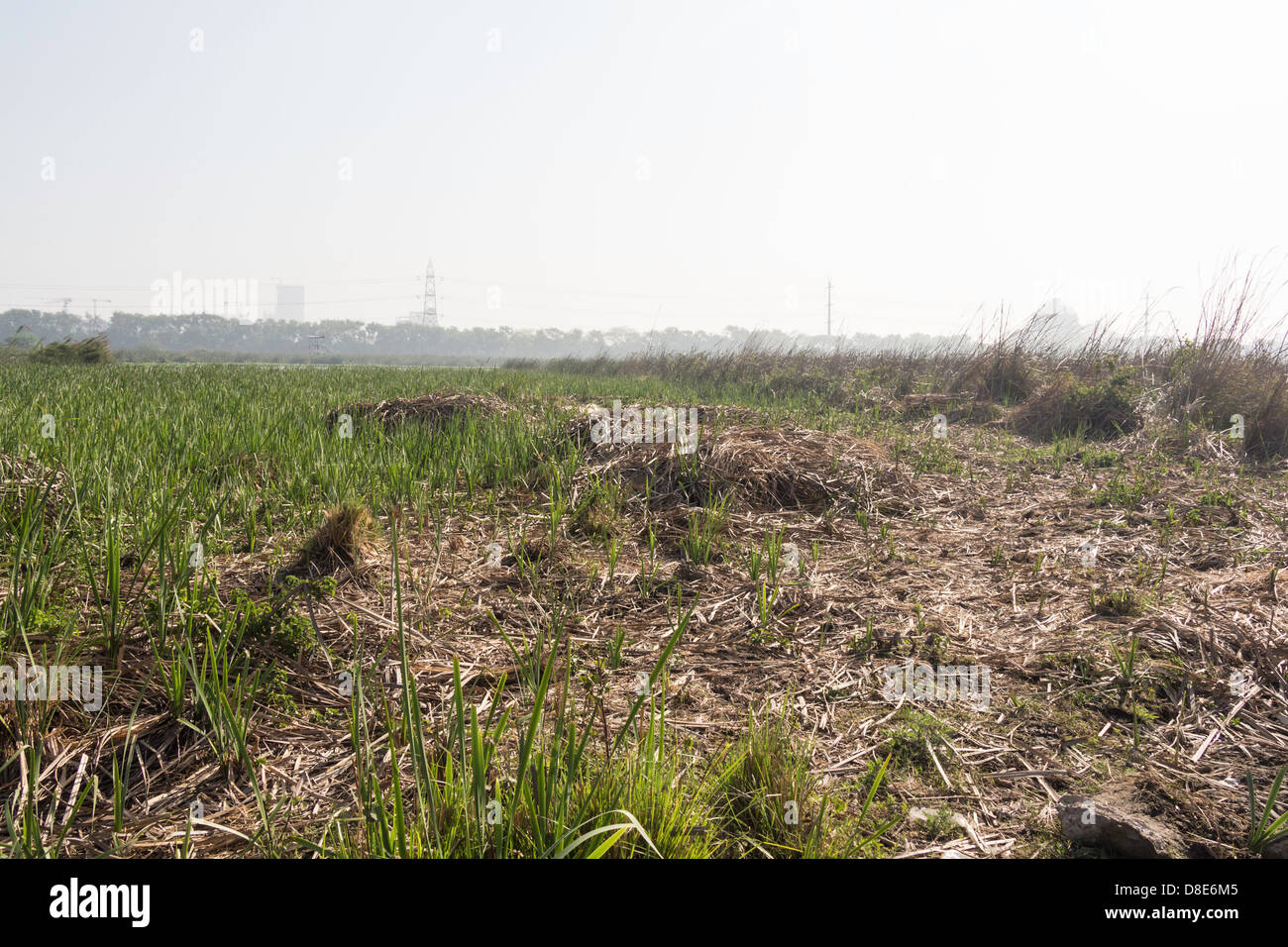 Haufen getrocknetes Gras zusammen mit frischen Rasen in das Vogelschutzgebiet Okhla in Noida in Indien. In den Gebäuden der Abstand Stockfoto