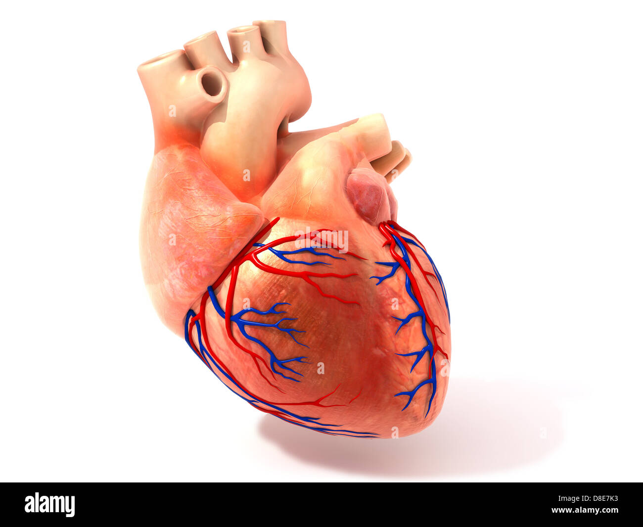 Abbildung eines Herzens Stockfoto