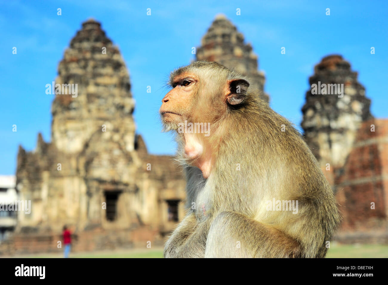 Closeup Portrait eines Affen vor Prang Sam Yot, die Khmer-Tempel in Lopburi Stockfoto
