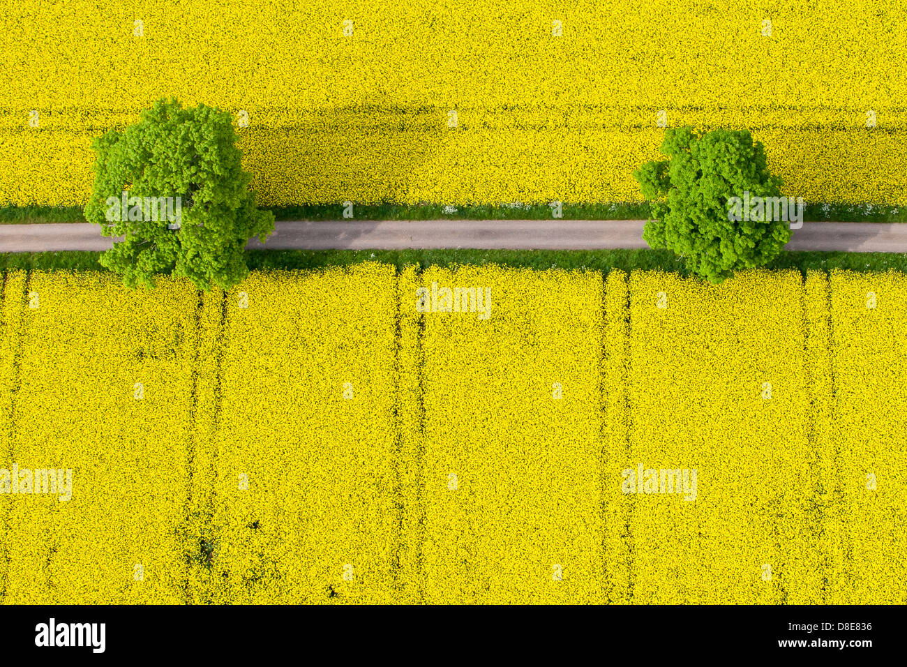 Felder und Bäume Stockfoto