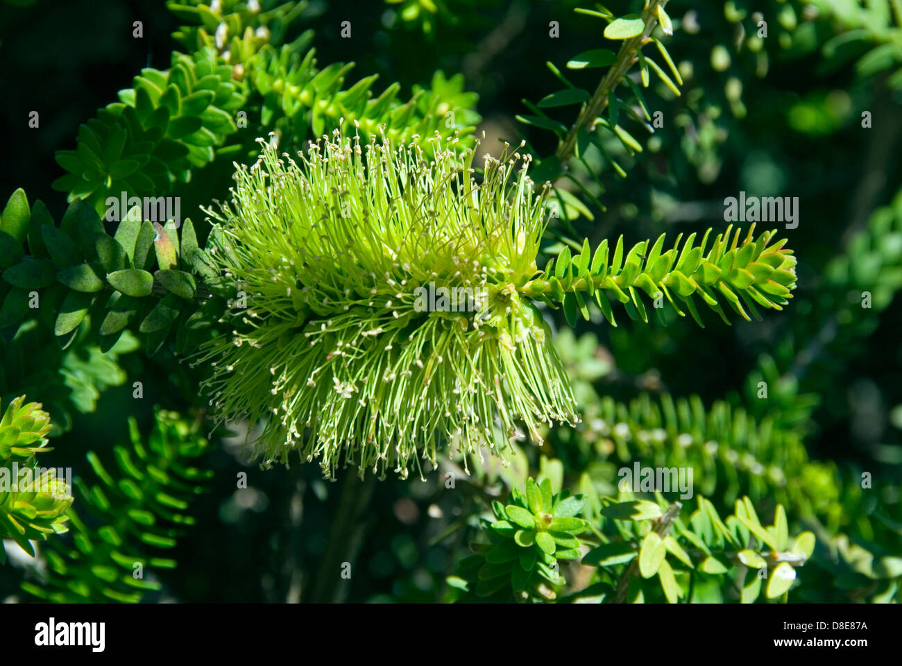 Melaleuca Diosmifolia, grünen Honig Myrte in Ballarat, Victoria, Australien Stockfoto