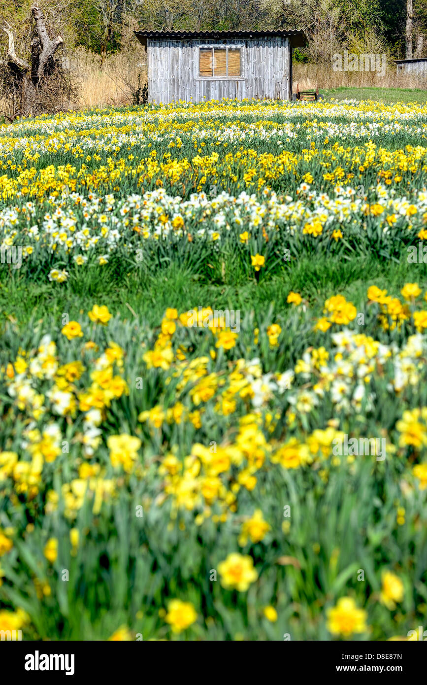 Feld mit Narzissen in Kirchwerder, vier und Marschland, Hamburg, Deutschland, Europa Stockfoto