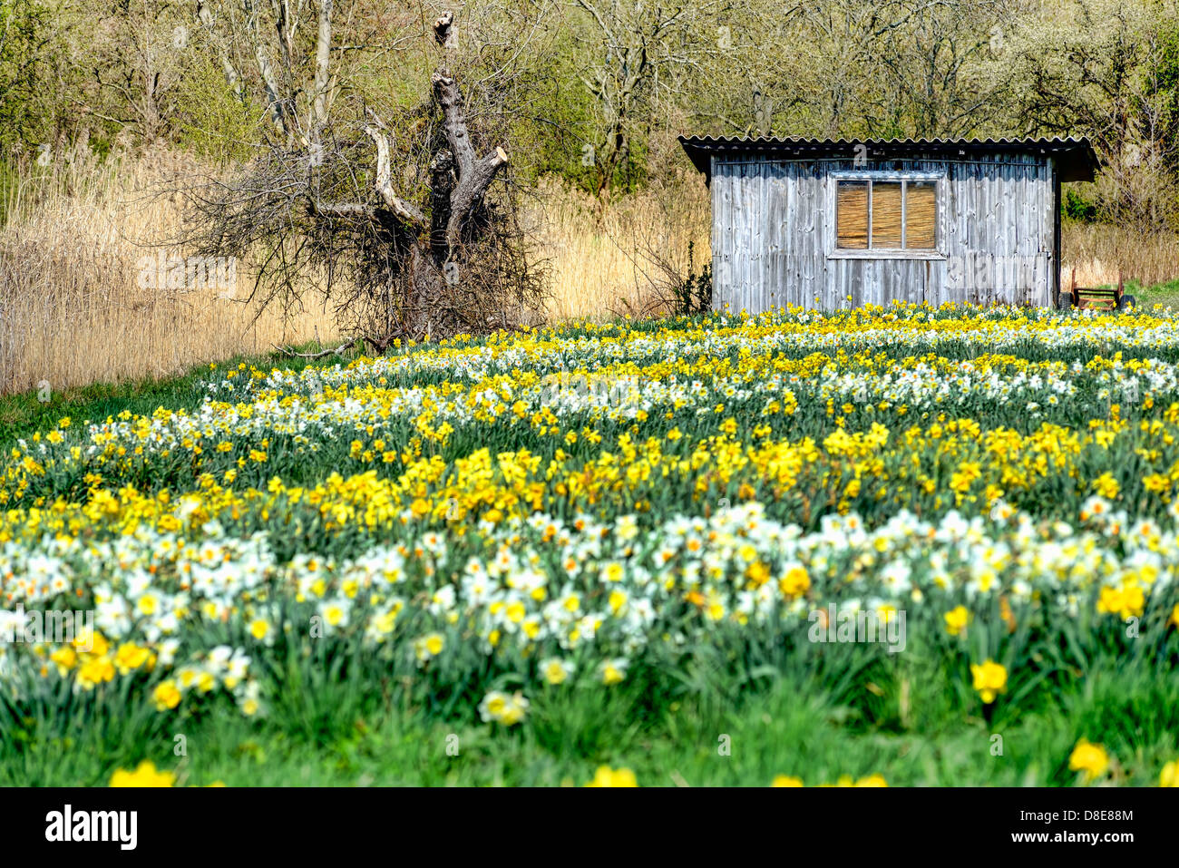 Feld mit Narzissen in Kirchwerder, vier und Marschland, Hamburg, Deutschland, Europa Stockfoto