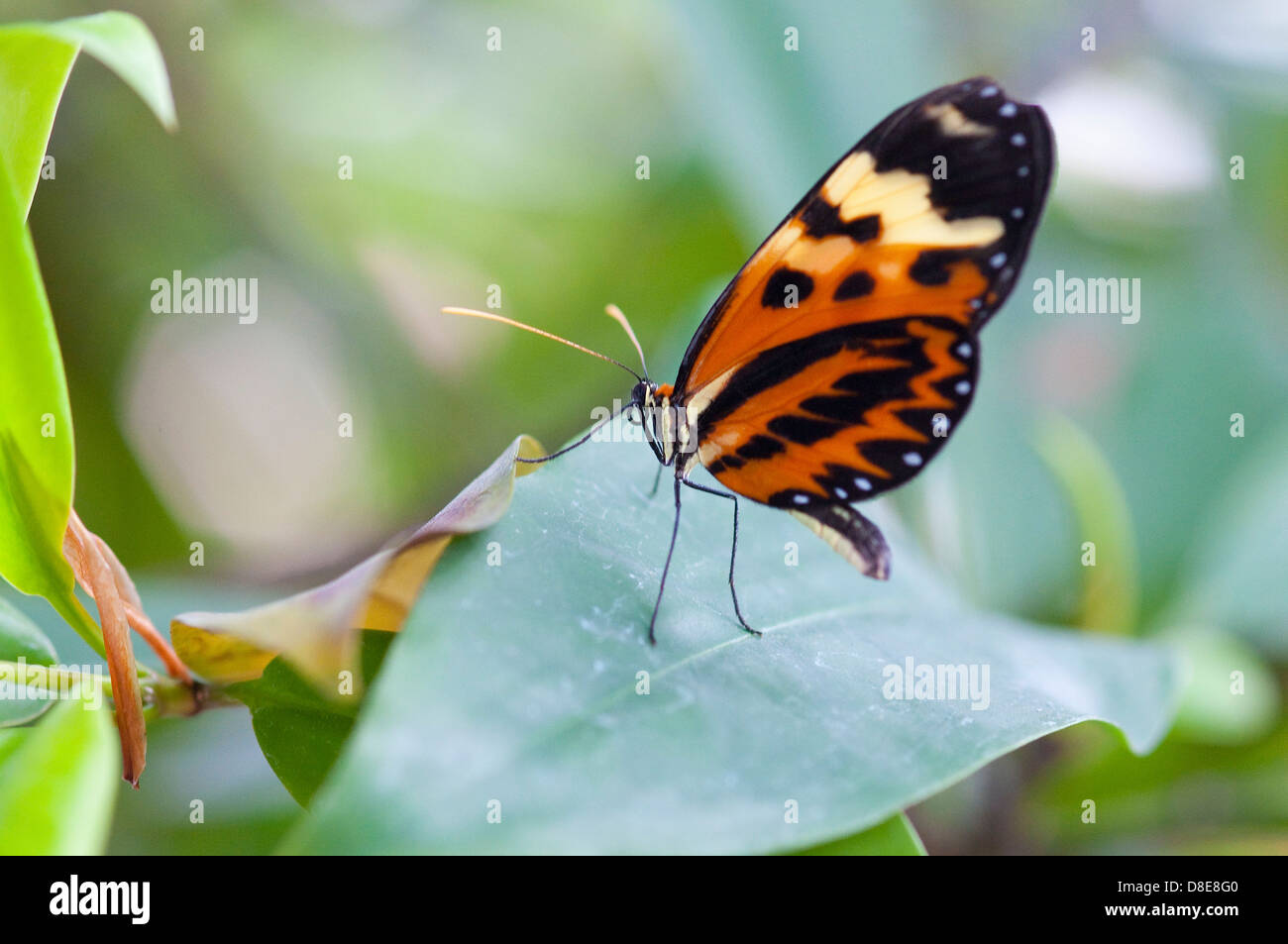 Schmetterling auf Blatt, La Palma, Kanaren, Spanien Stockfoto