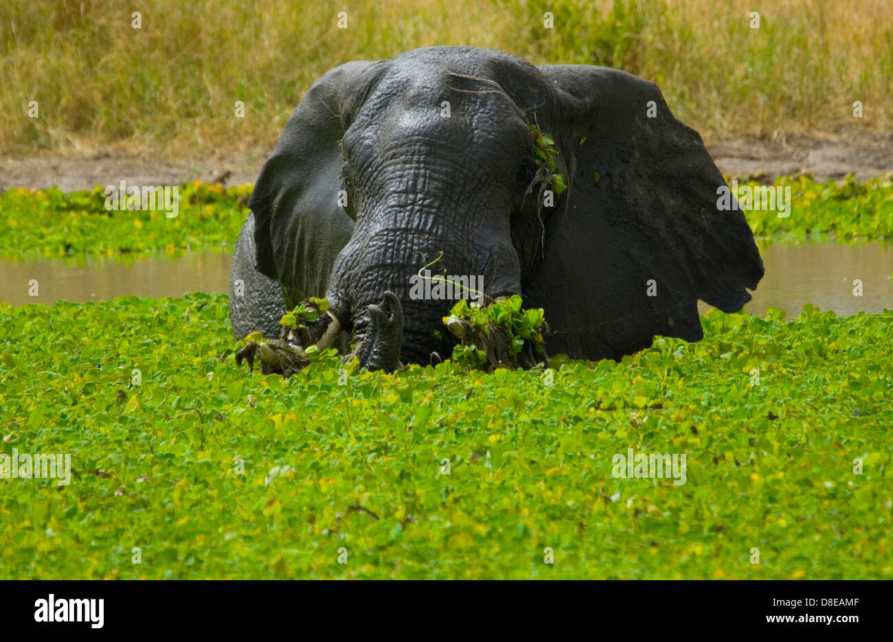 Afrikanischer Elefant baden in einer Hyazinthe bedeckt Wasserloch Stockfoto