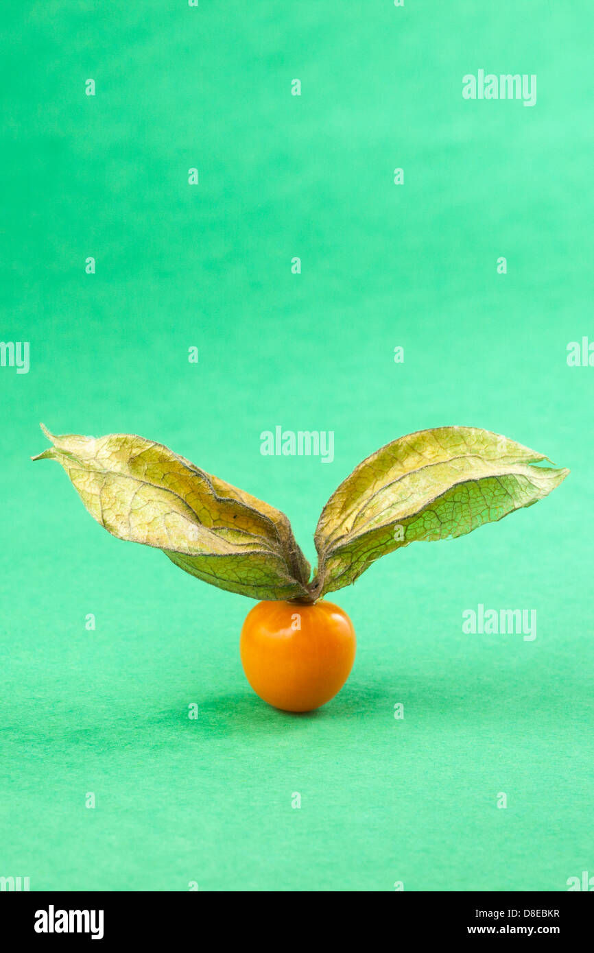 Goldene Beeren (Physalis Peruviana) Stockfoto