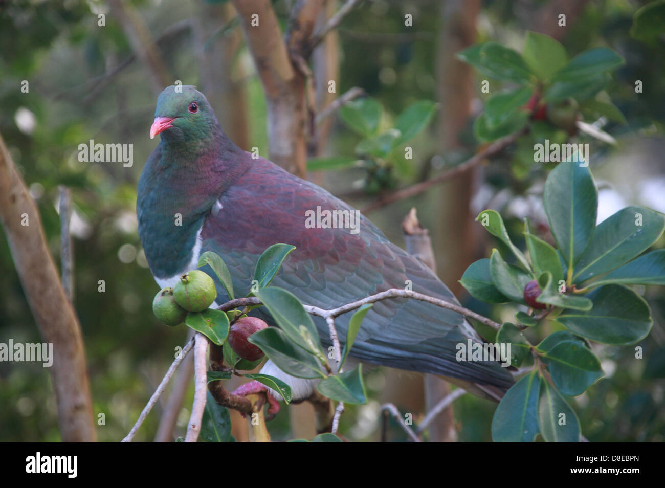 New Zealand Ringeltaube auf einem Ast Guave. Māori nennen es Kererū. Stockfoto